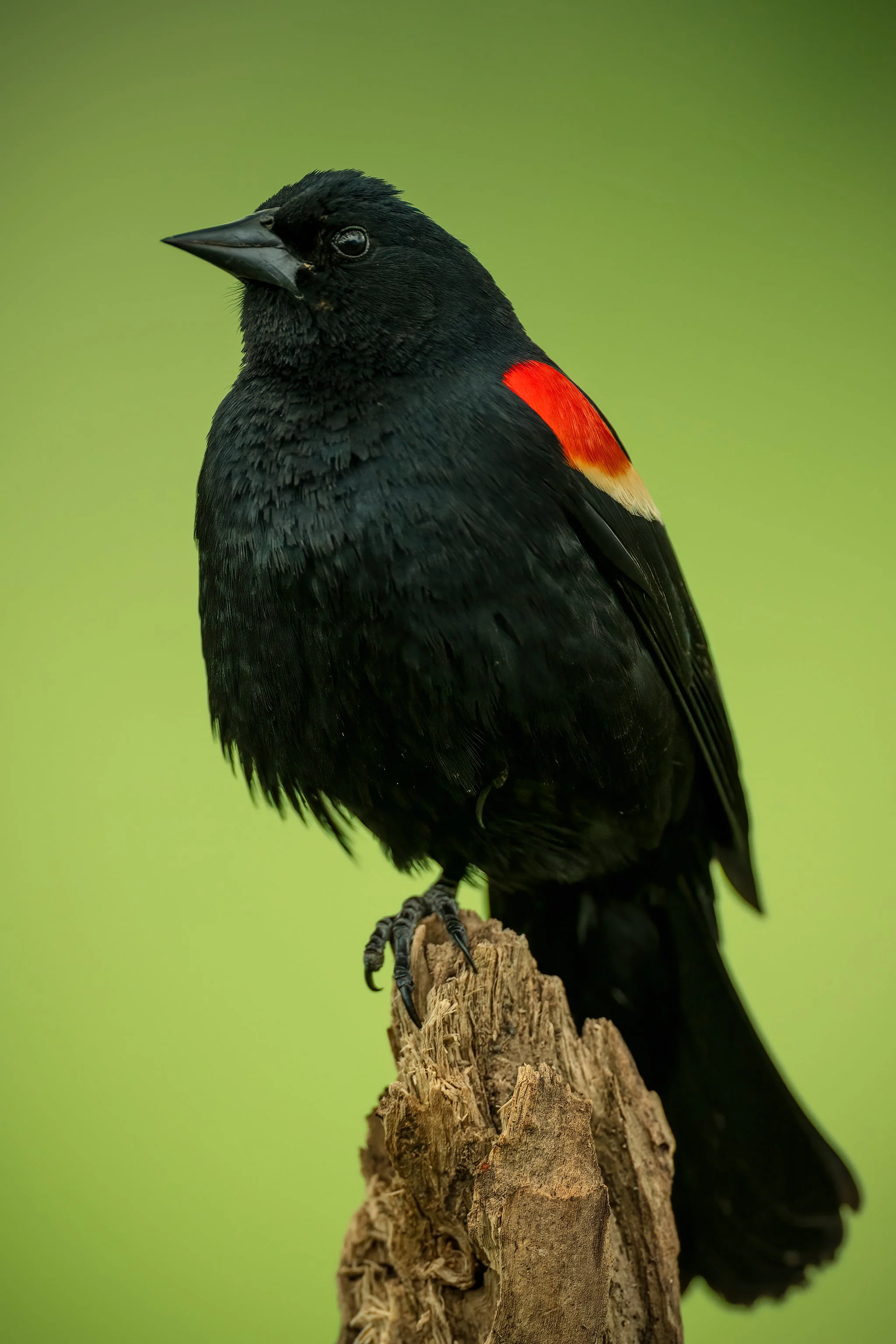 Red-winged Blackbird