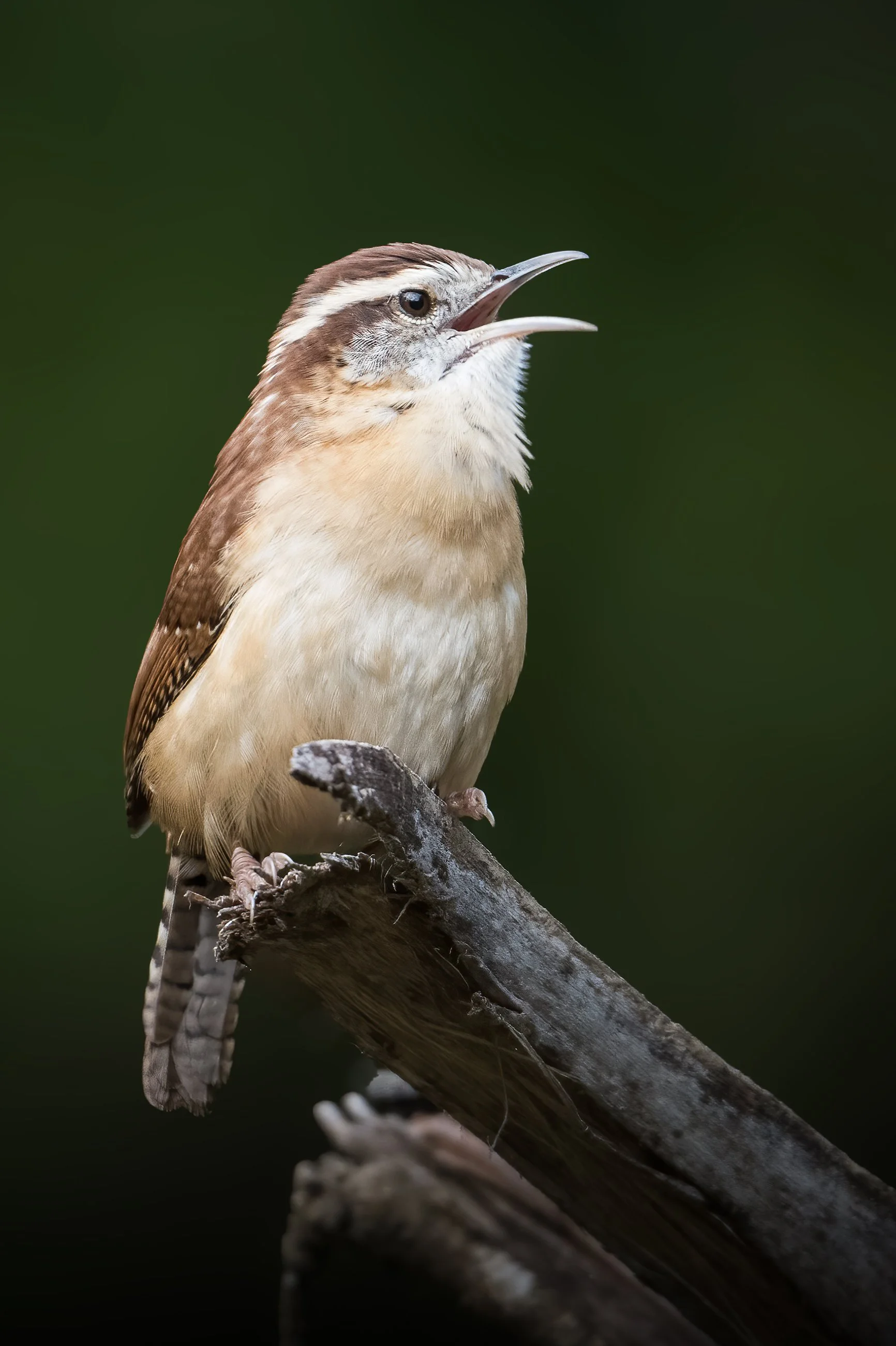 Carolina Wren.jpg