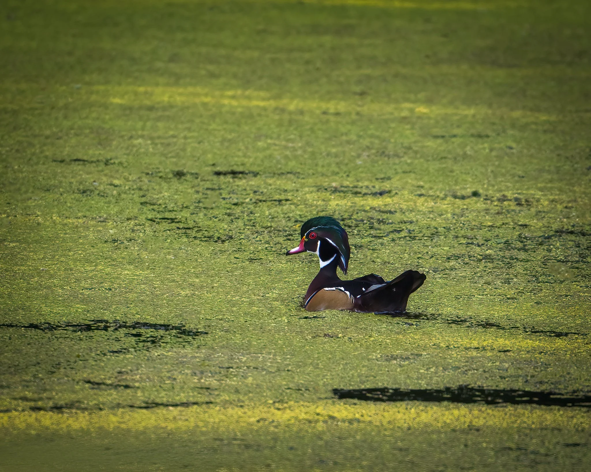 Wood Duck