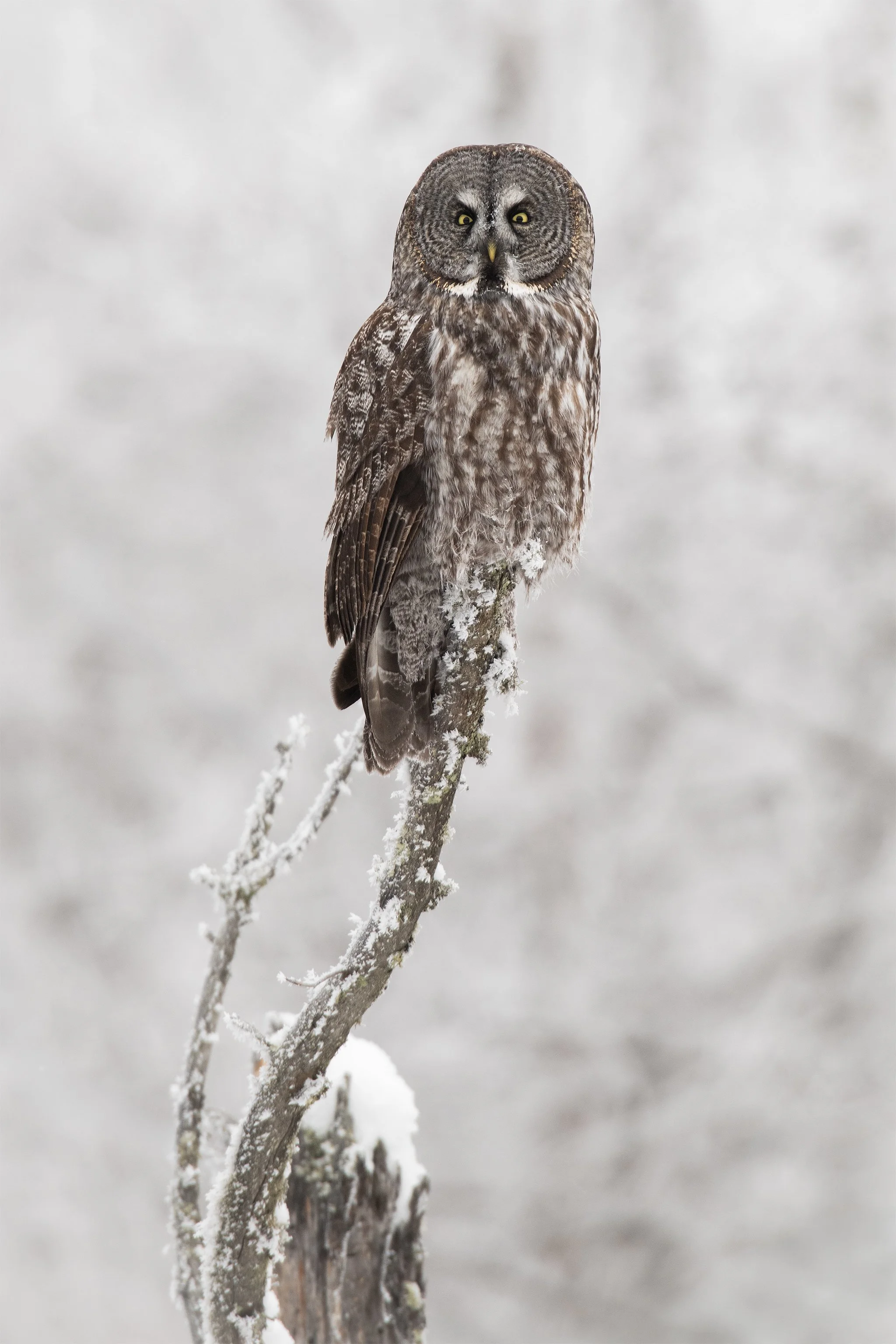 Great Gray Owl