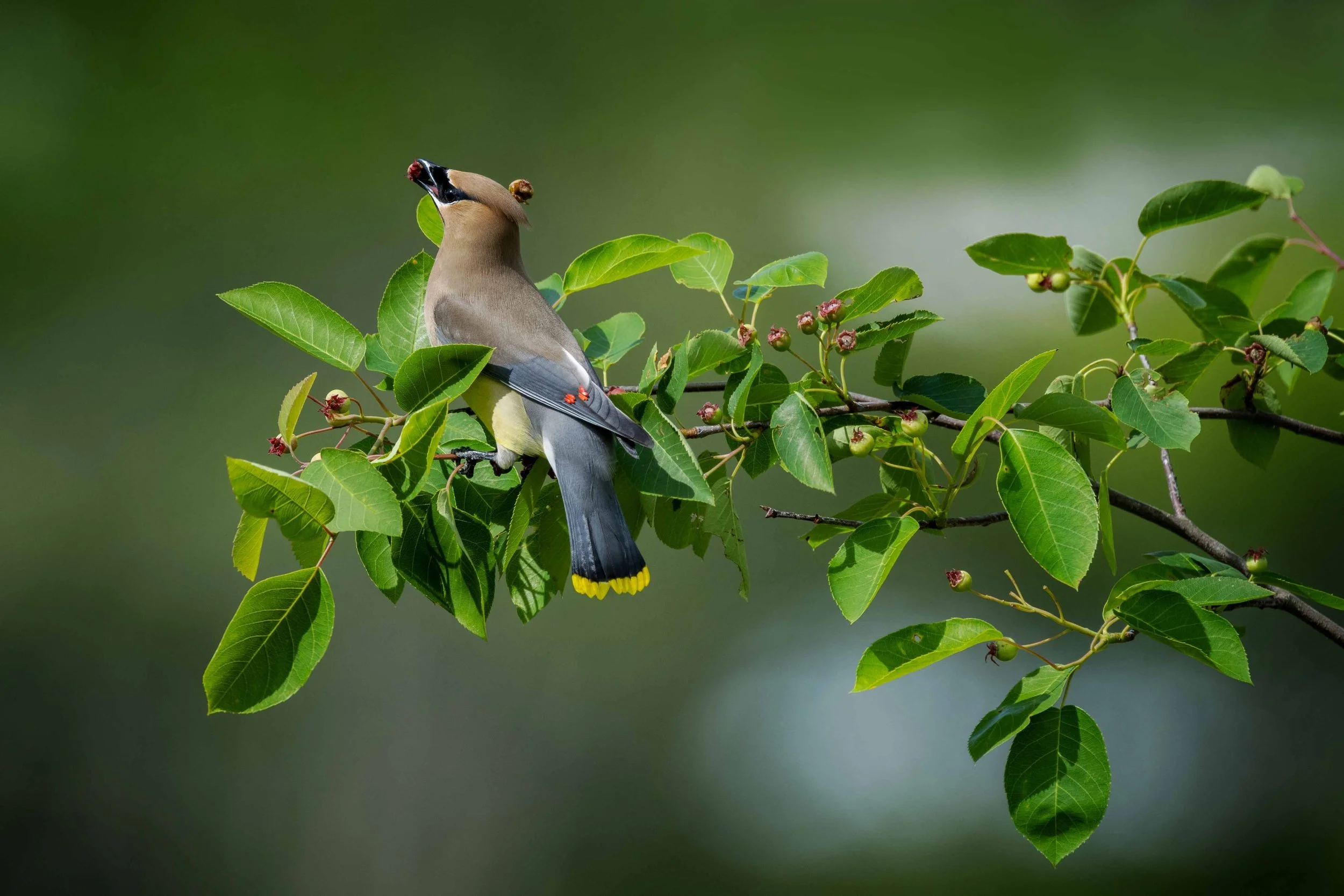 Cedar Waxwing