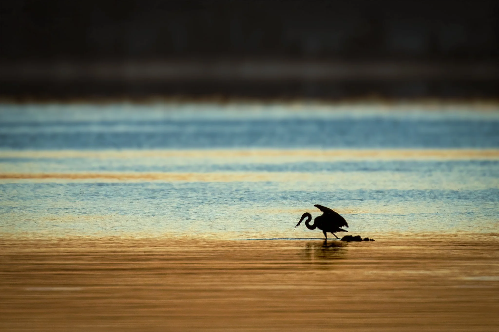 Heron on Reelfoot  Lake