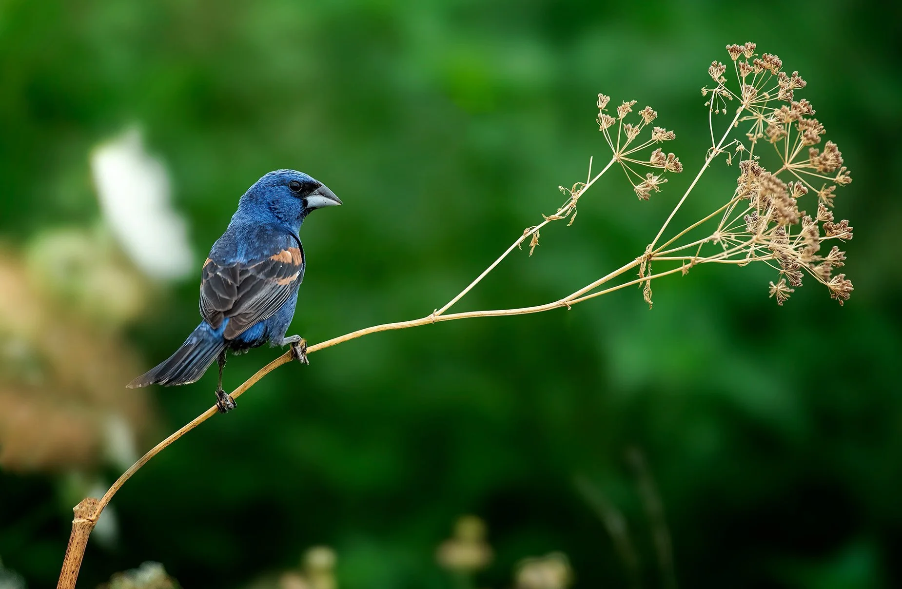 Blue Grosbeak