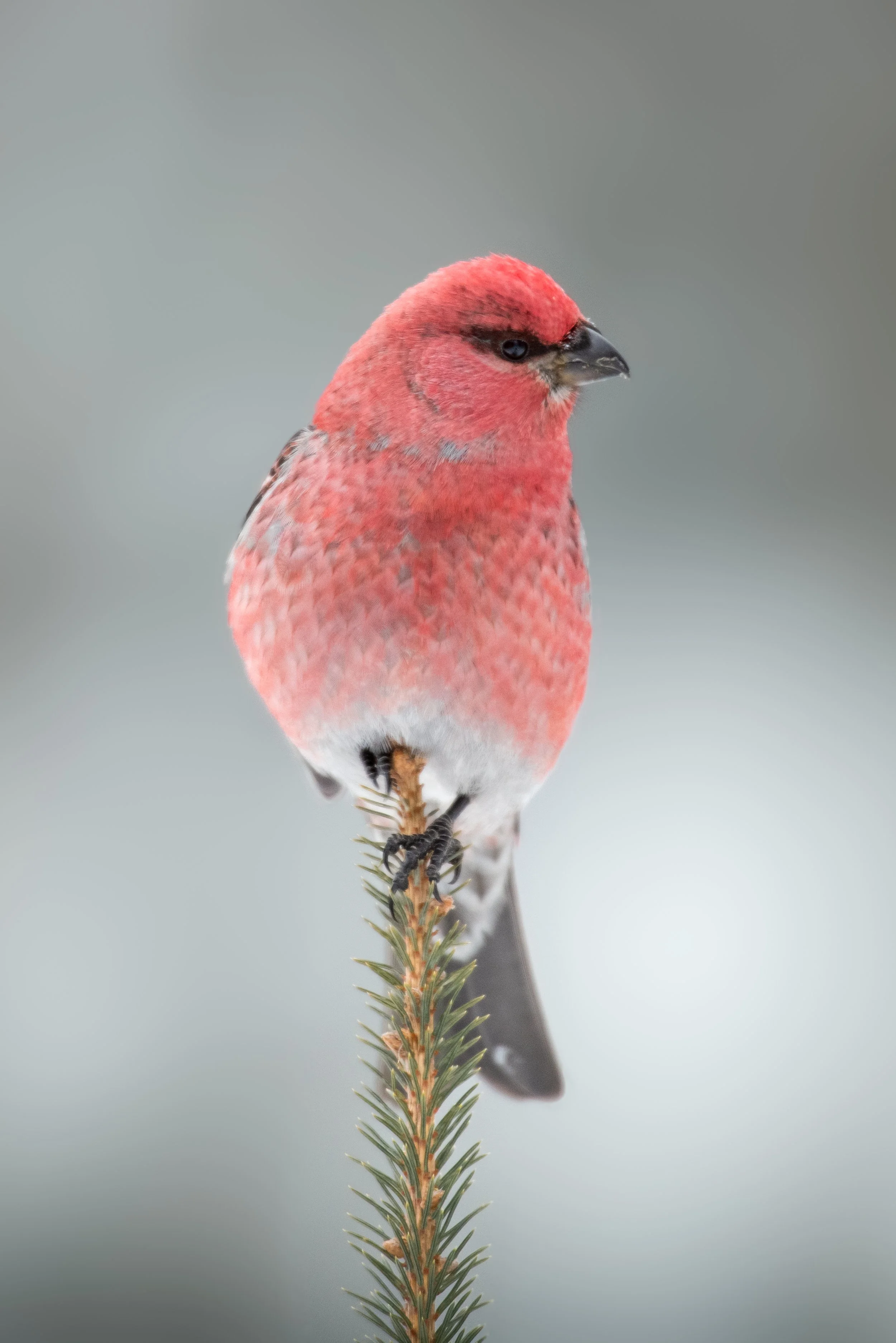 Pine Grosbeak