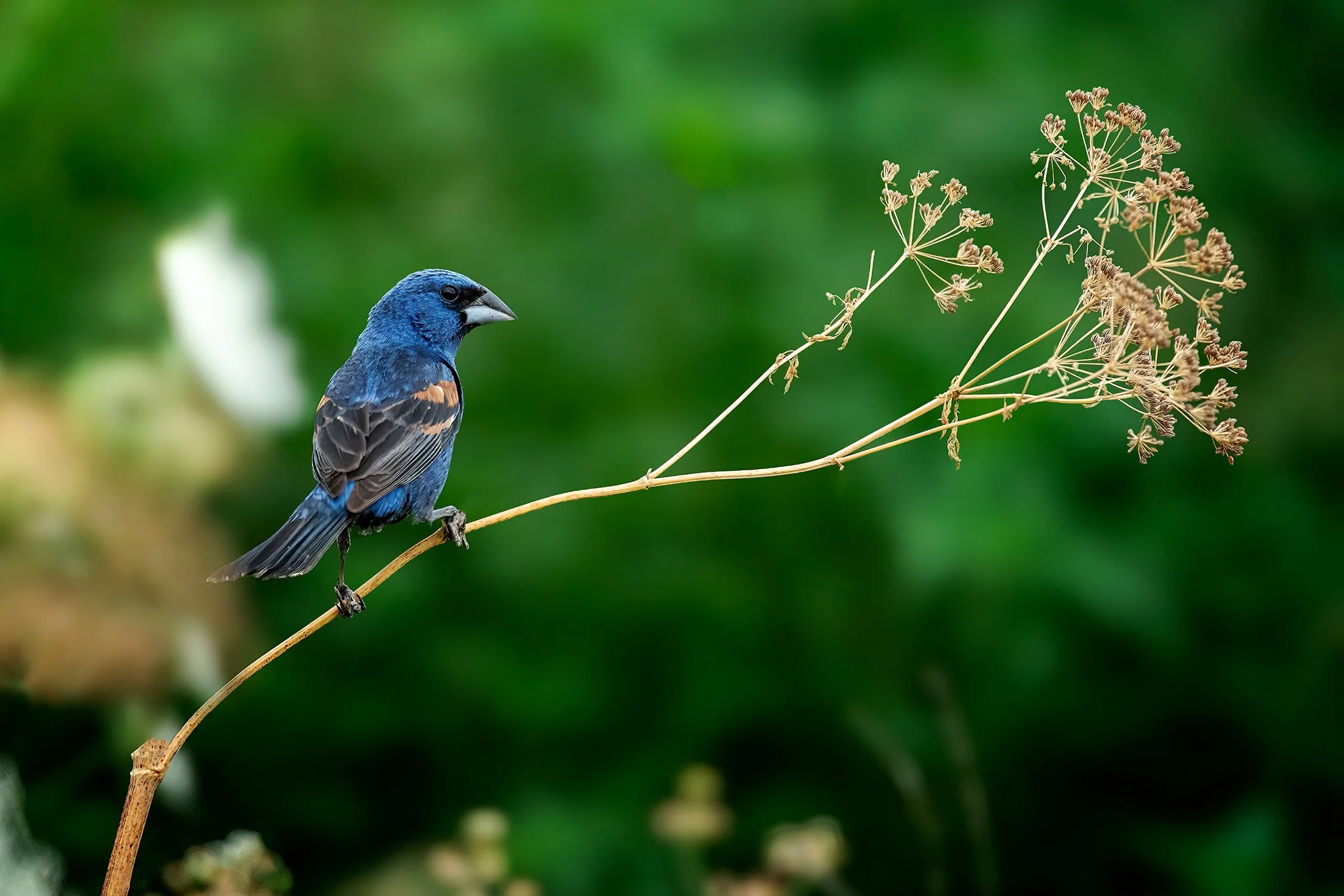 Blue Grosbeak.jpg
