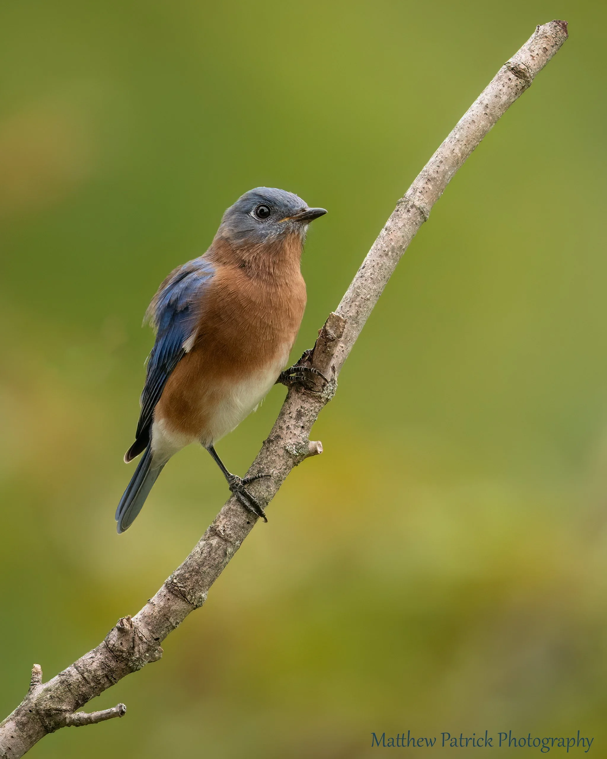 Eastern Bluebird