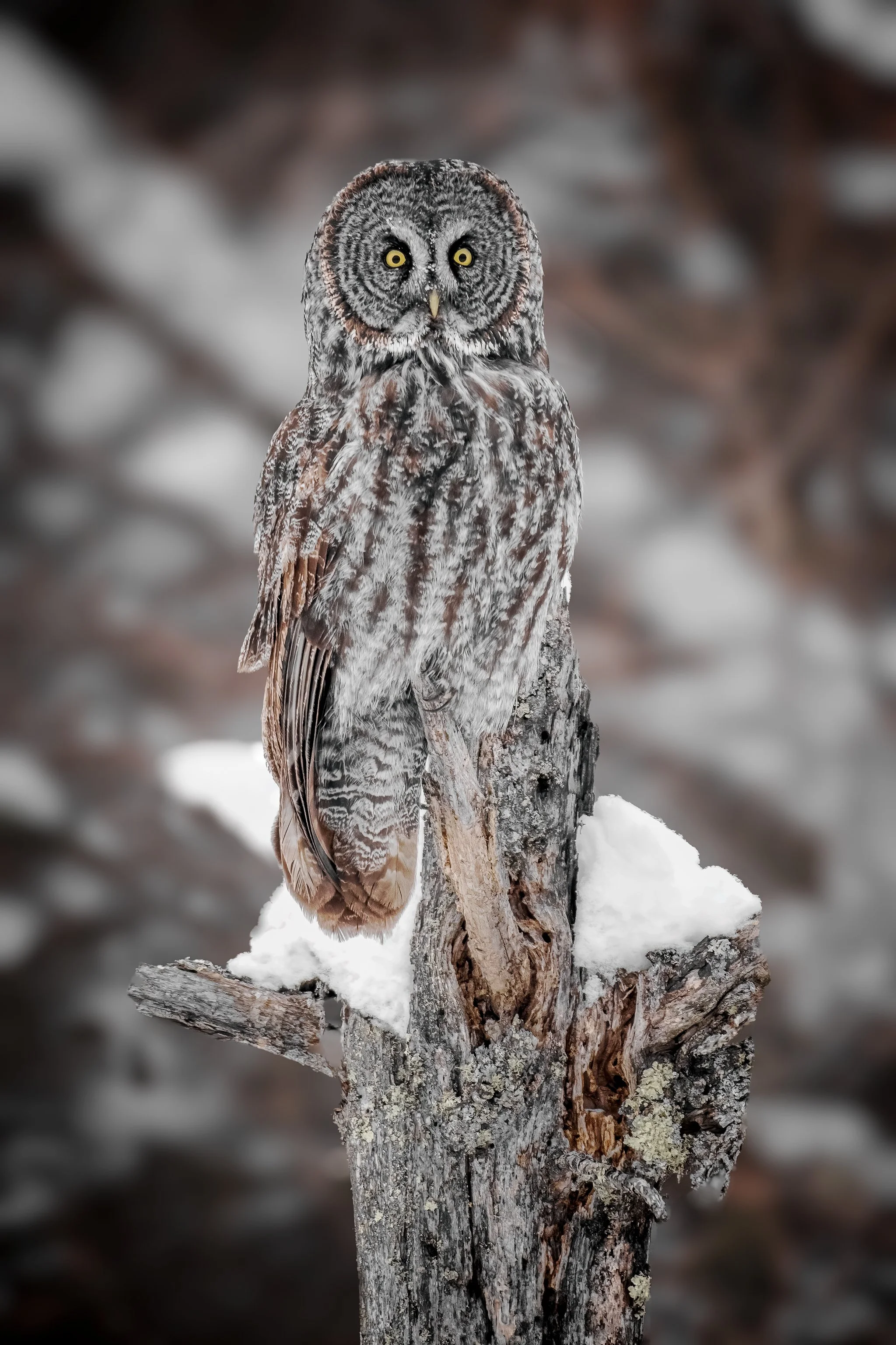 Great Gray Owl 
