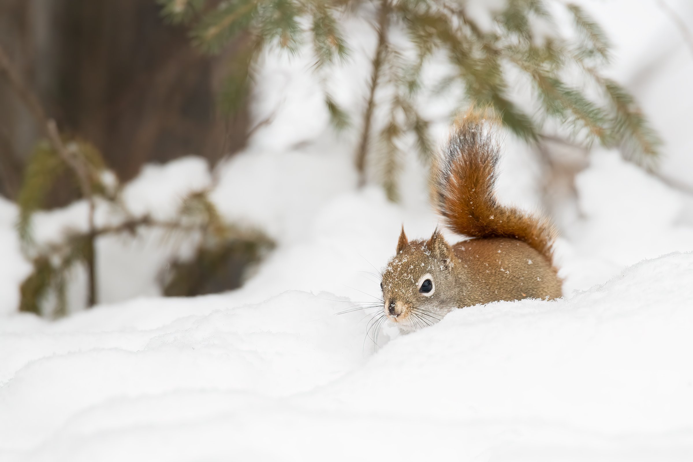 Red Squirrel