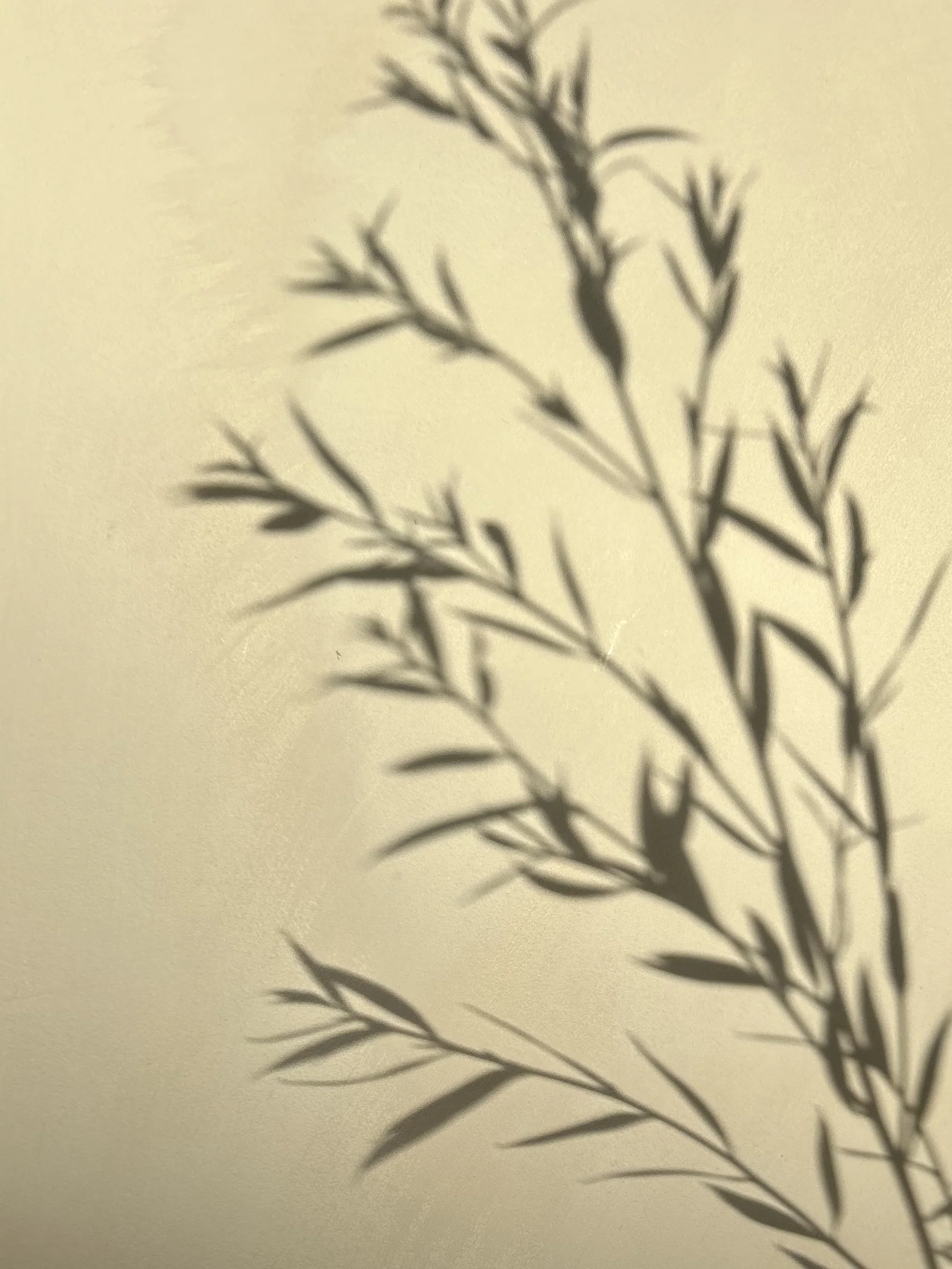 Shadow of a leafy plant cast on a light-colored wall.