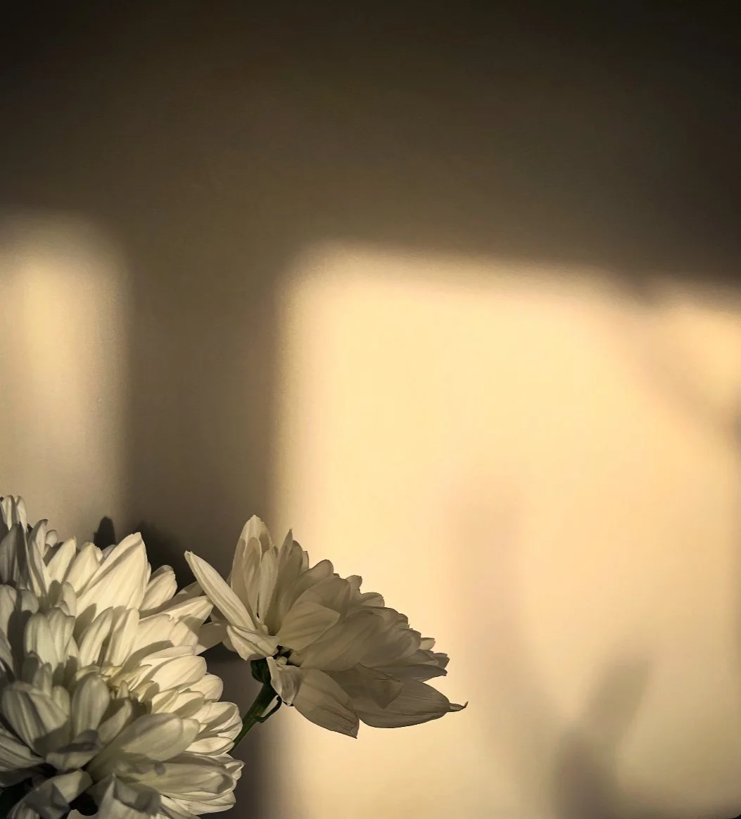 Close-up of white flowers with sunlight casting shadows on the wall behind.