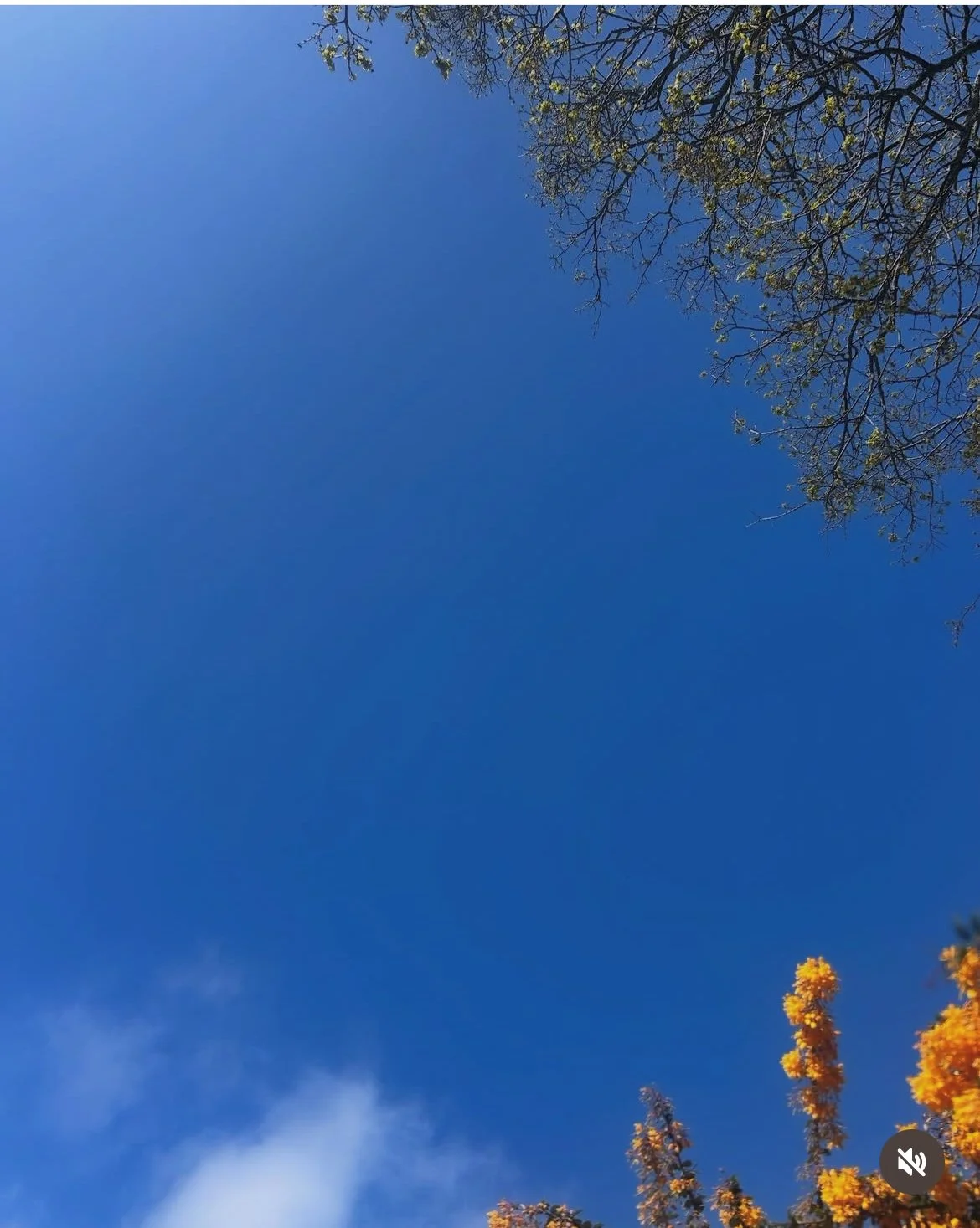 Clear blue sky with a few tree branches with yellow and green leaves visible in the top right corner.