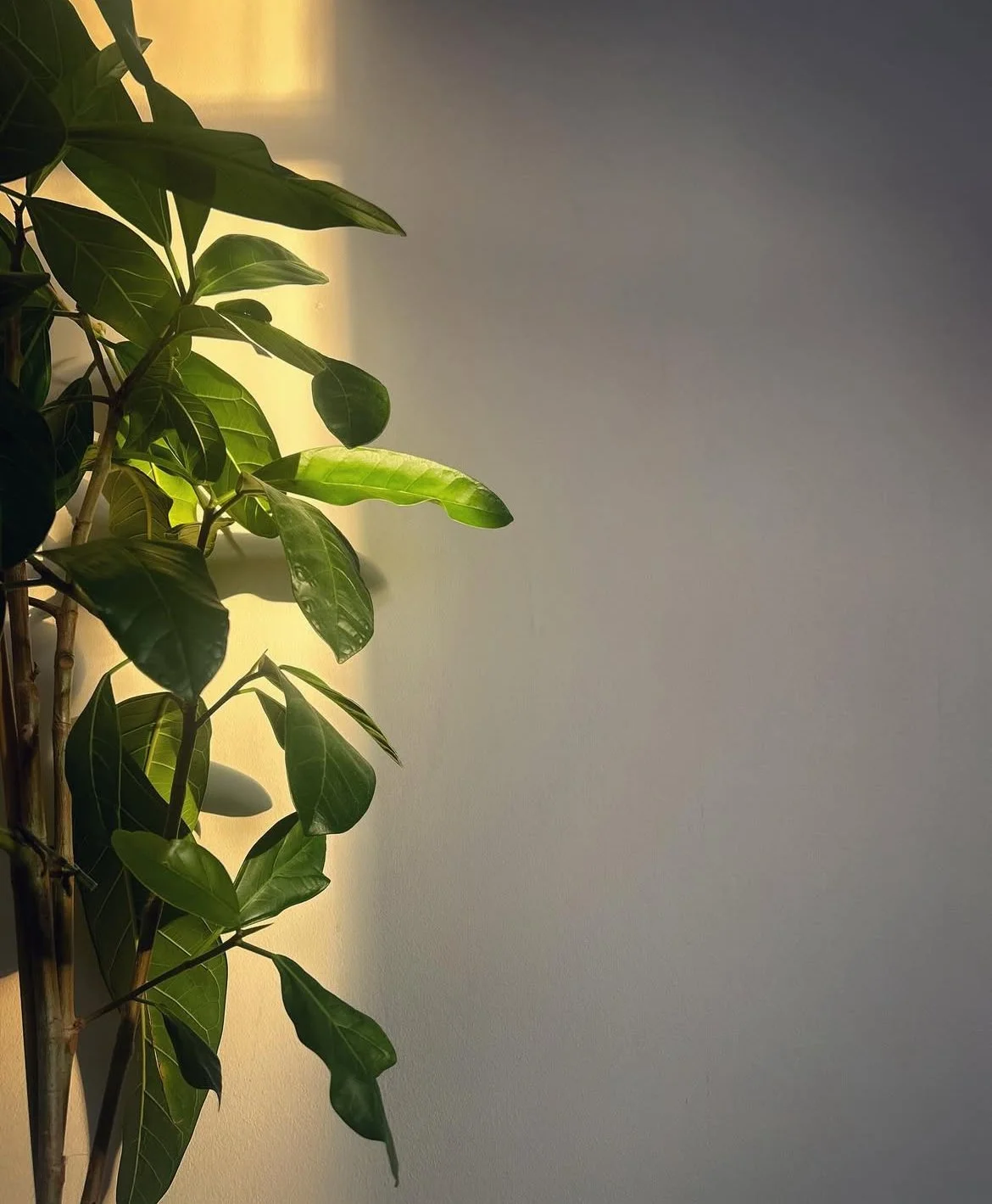A houseplant with green leaves growing vertically on a bamboo stalk, positioned near a smooth, light-colored wall.