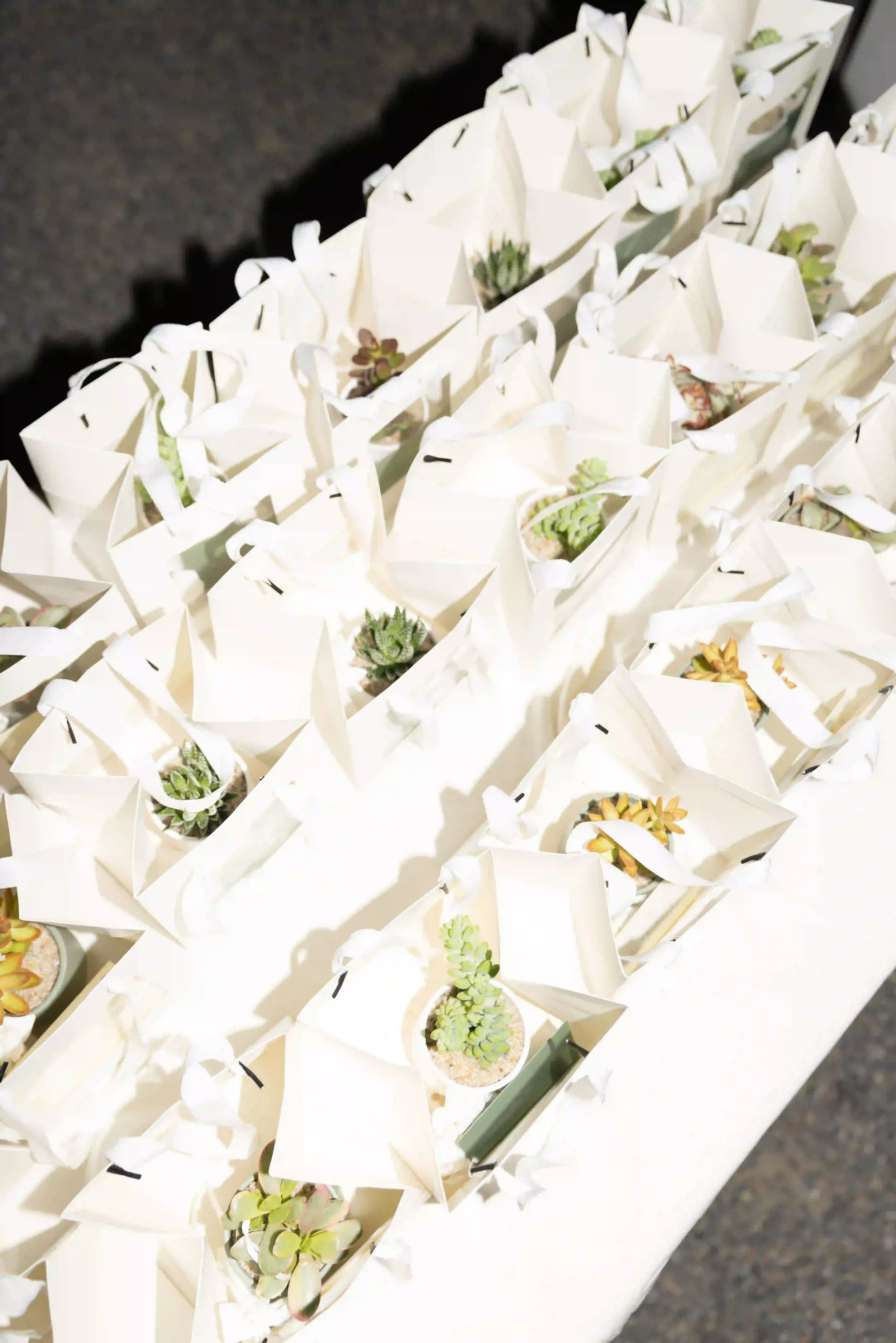 Dettaglio delle bomboniere per gli ospiti del matrimonio: piccole piante grasse in vaso disposte all'interno di eleganti sacchetti in carta bianca coordinati