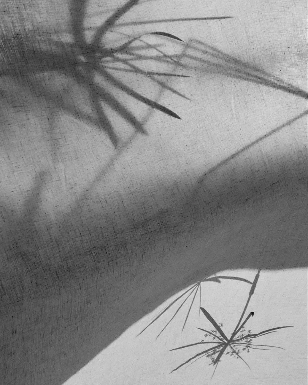 Fotografia still life concettuale in bianco e nero con texture di tessuto in lino garzato leggero, attraversato da ombre definite di foglie tropicali e giochi di trasparenza.