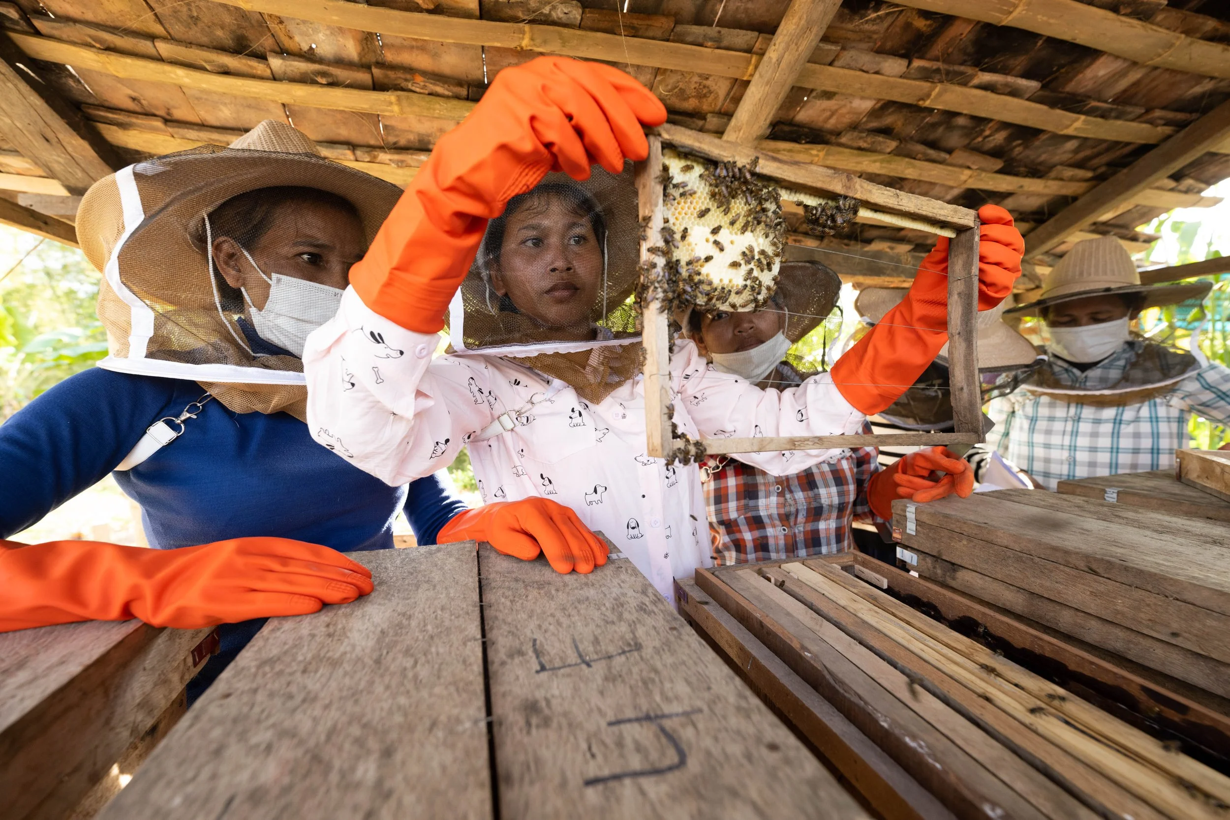 Beekeeping as a livelihood.