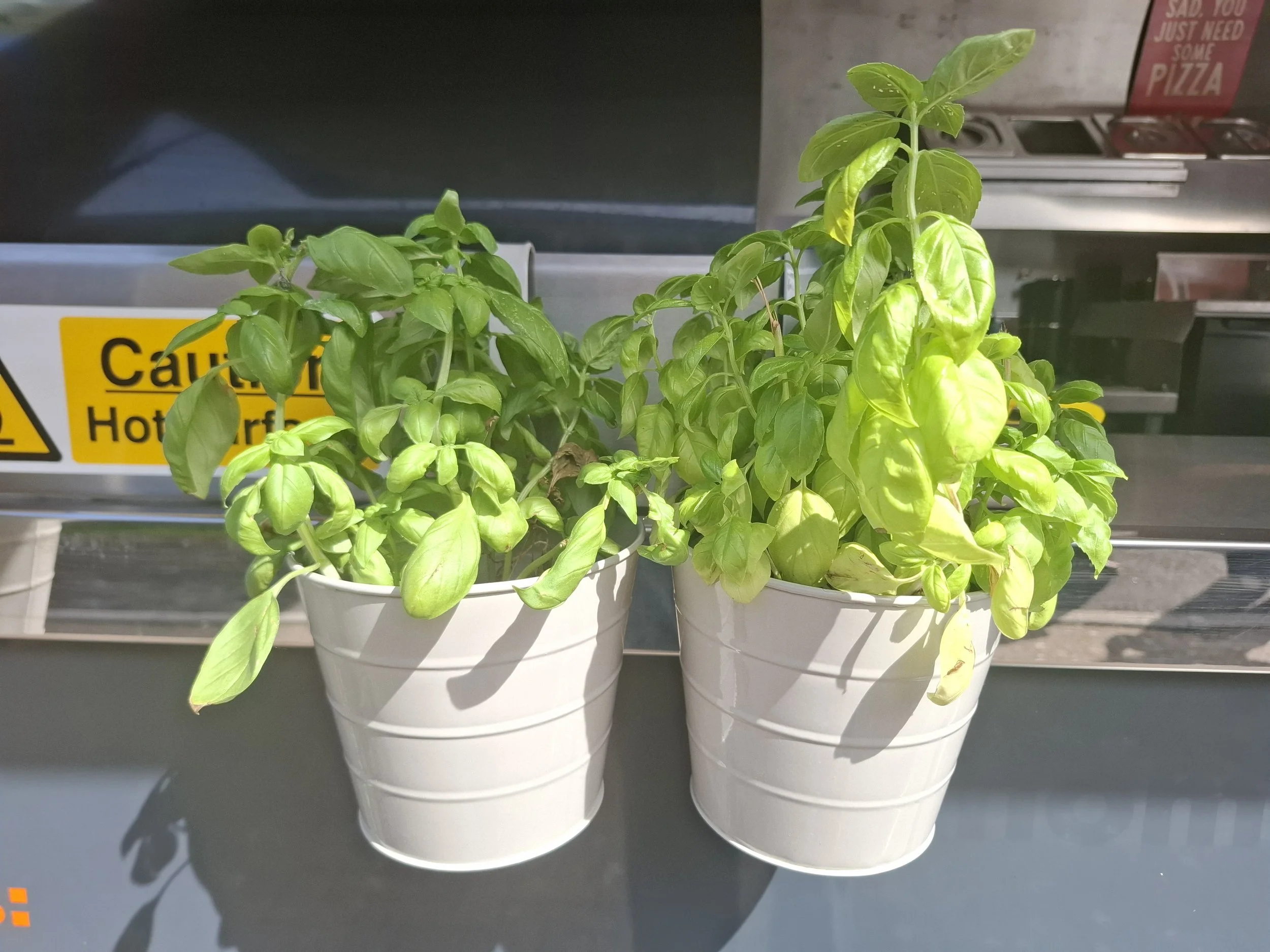Three white pots containing green basil plants placed on a dark surface outdoors with shadows cast by the pots.