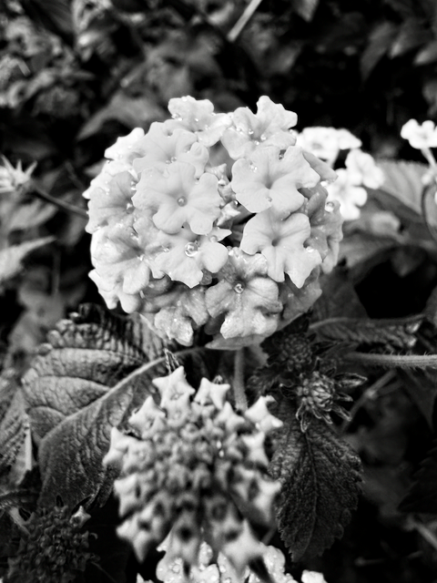 IMG_7731 (1).png