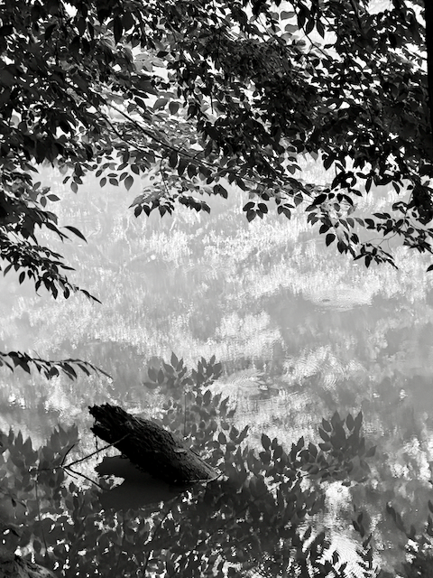 IMG_7738 (1).png