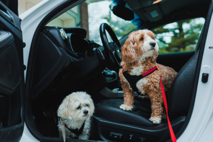 Pet hair removal and interior detailing service for dog owners