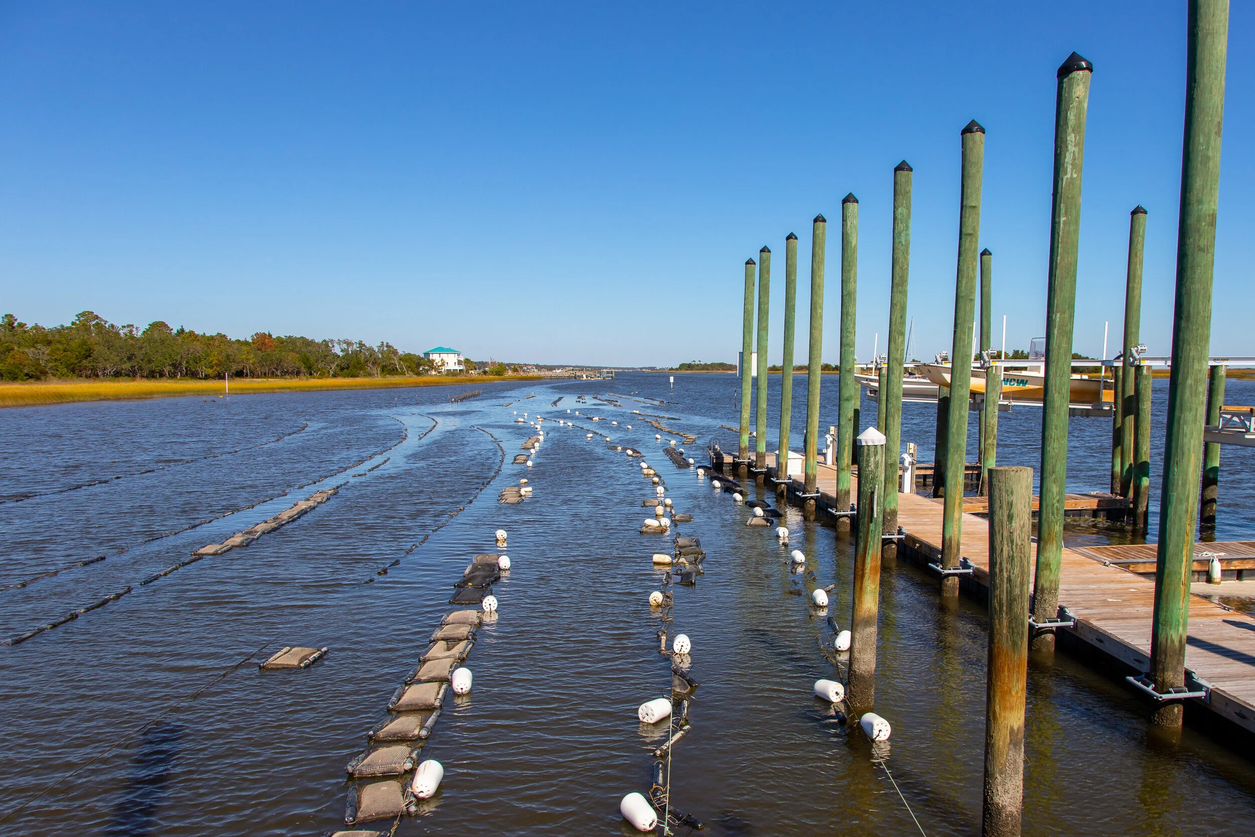 Oyster Harvest Wilmington.jpg