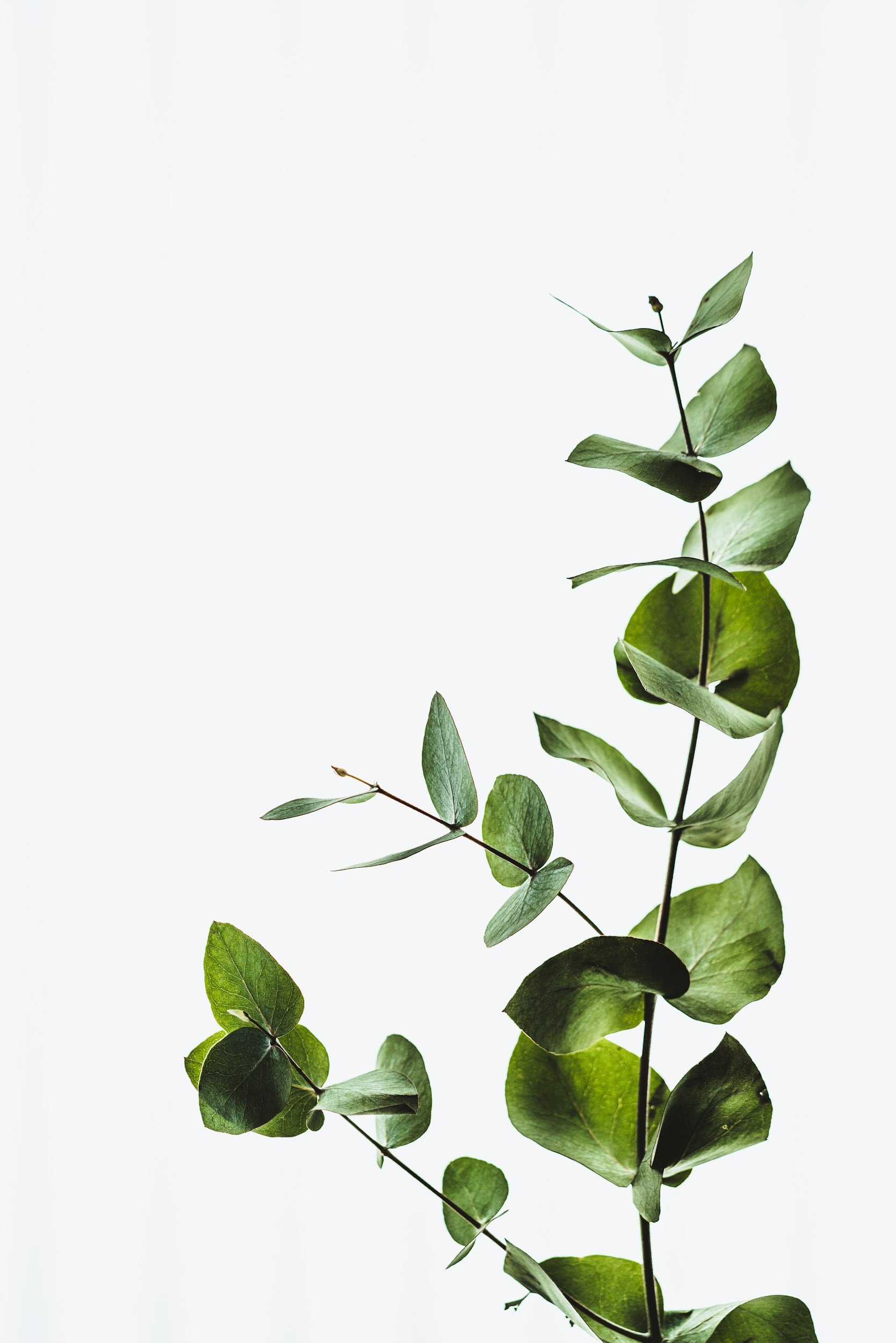 Close-up of a slender, green leafy plant with multiple oval leaves on a white background.