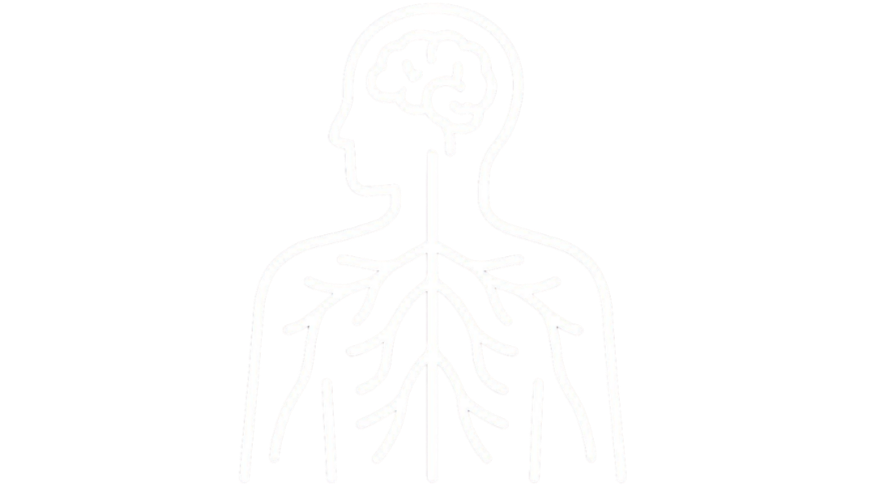 Diagram of the human nervous system showing the brain and nerves in the body.