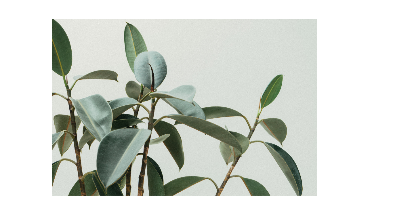 A close-up of a green houseplant with broad, oval-shaped leaves against a light background.
