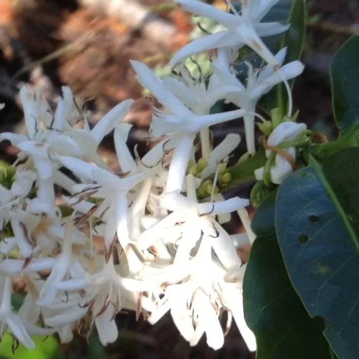 La_flor_del_cafe_Costa_Rica_66d73aca63.jpg