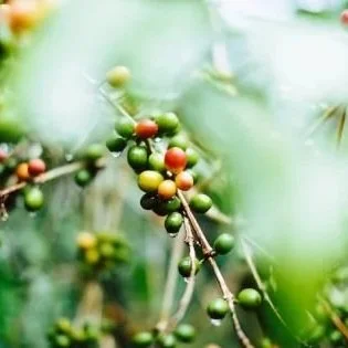 coffee4_741430c951.jpg