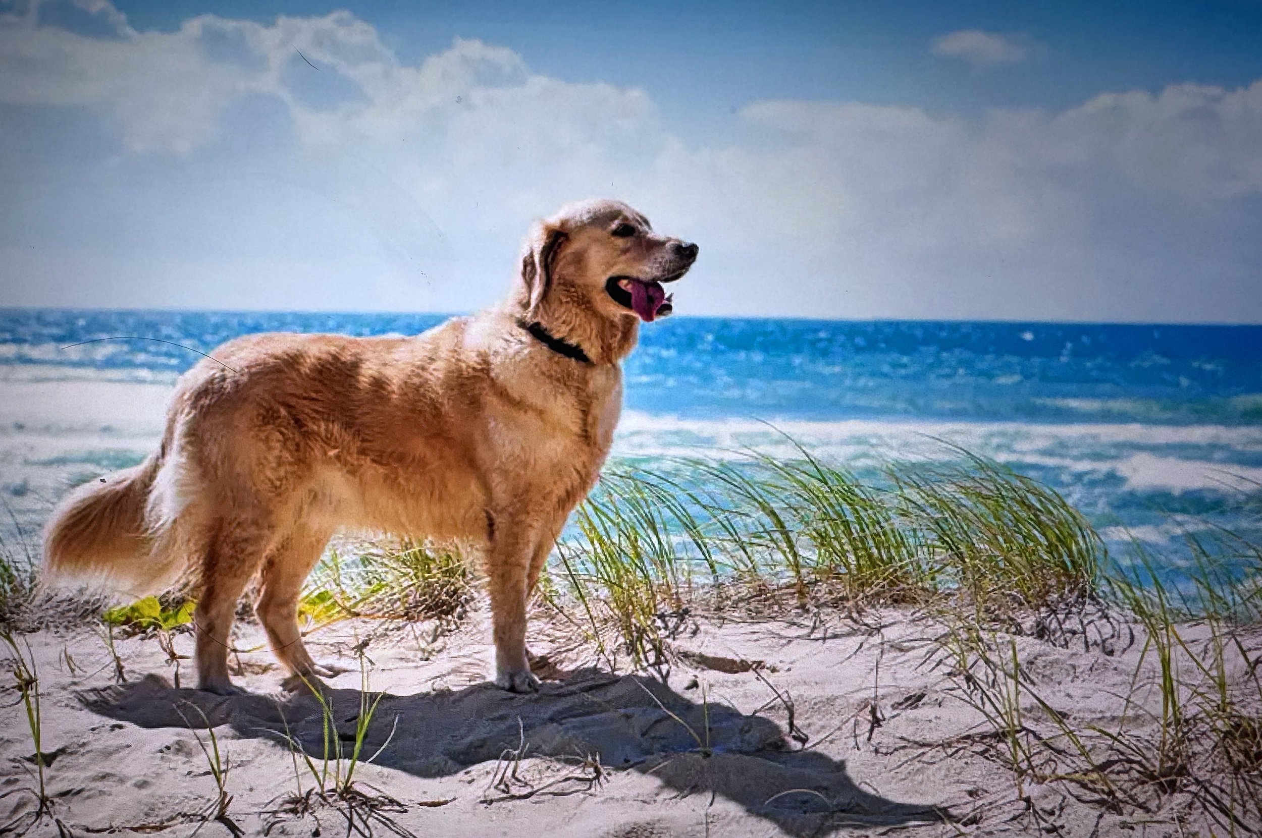 Golden retriever dog standing on sandy beach with grass, facing sideways, overlooking the ocean and sky with clouds.