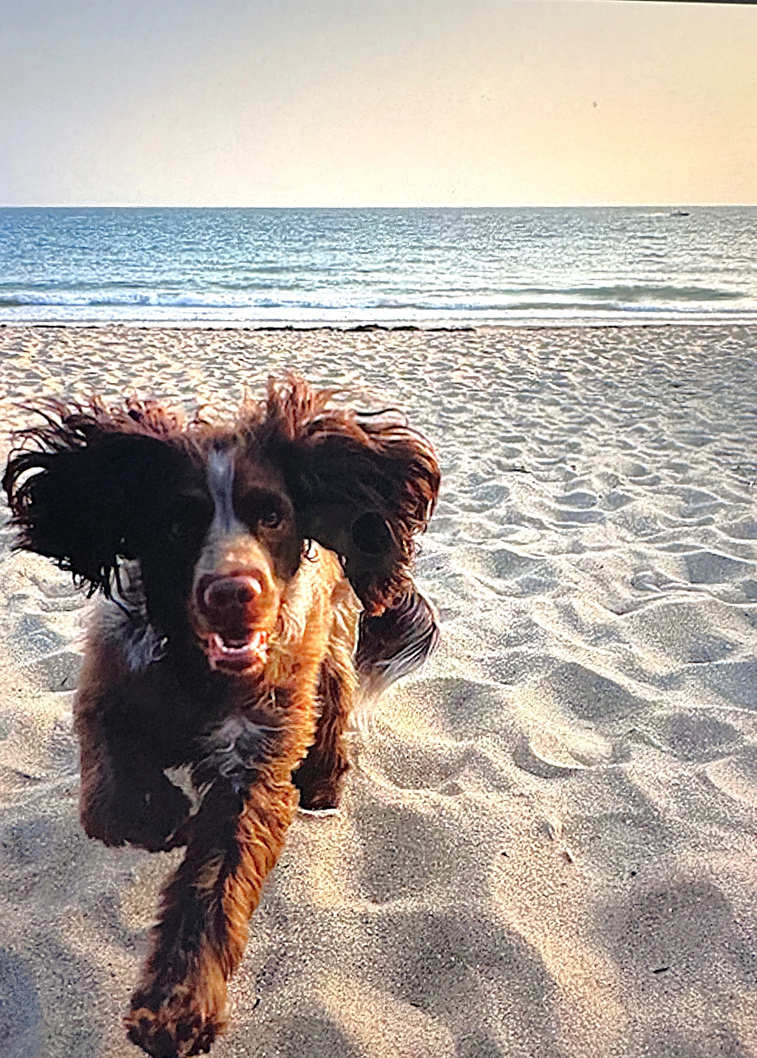 A black and tan dog running on a sandy beach near the ocean, with the water and sky in the background during sunset.