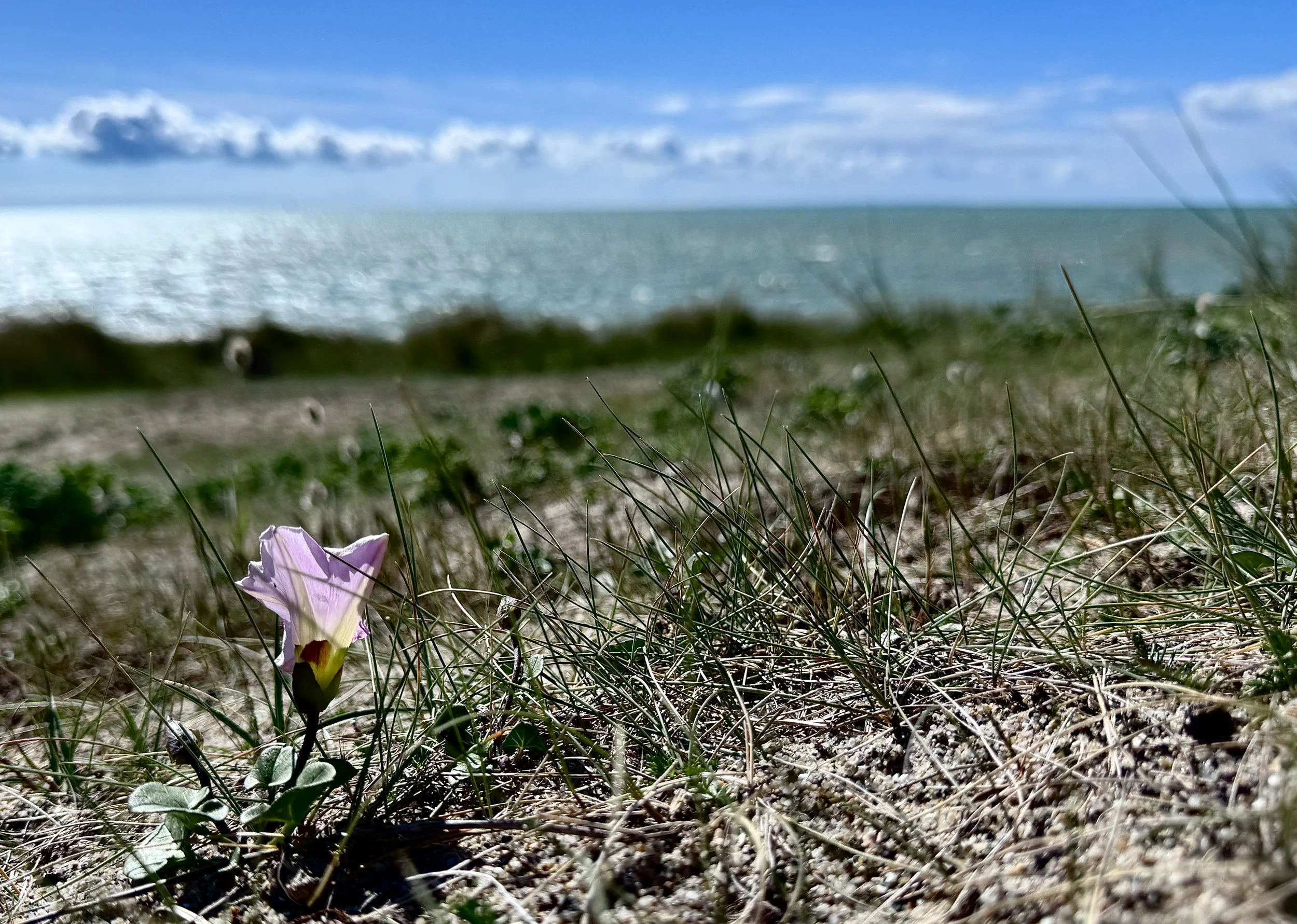 A close-up of a single purple and white flower growing in grass on sandy ground with blurred greenery and coastline in the background under a partly cloudy blue sky.