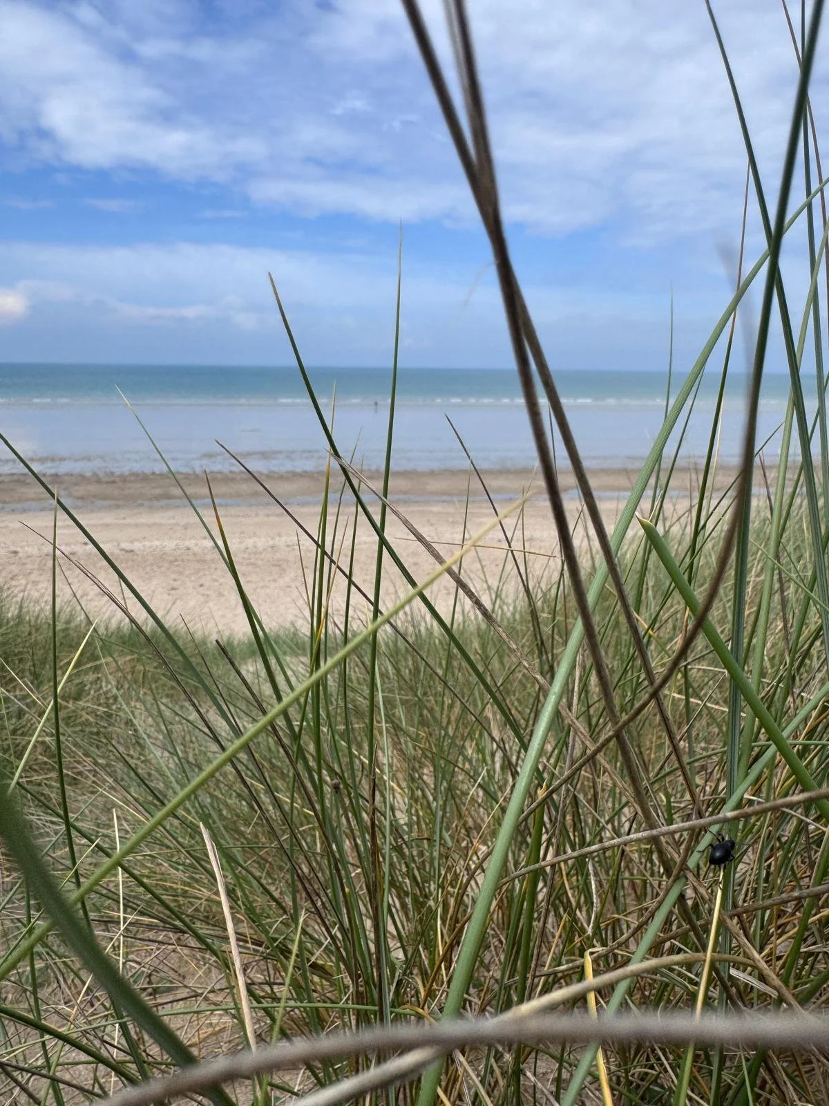 View of a sandy beach and ocean seen through tall grass and dunes with a blue sky and some clouds.