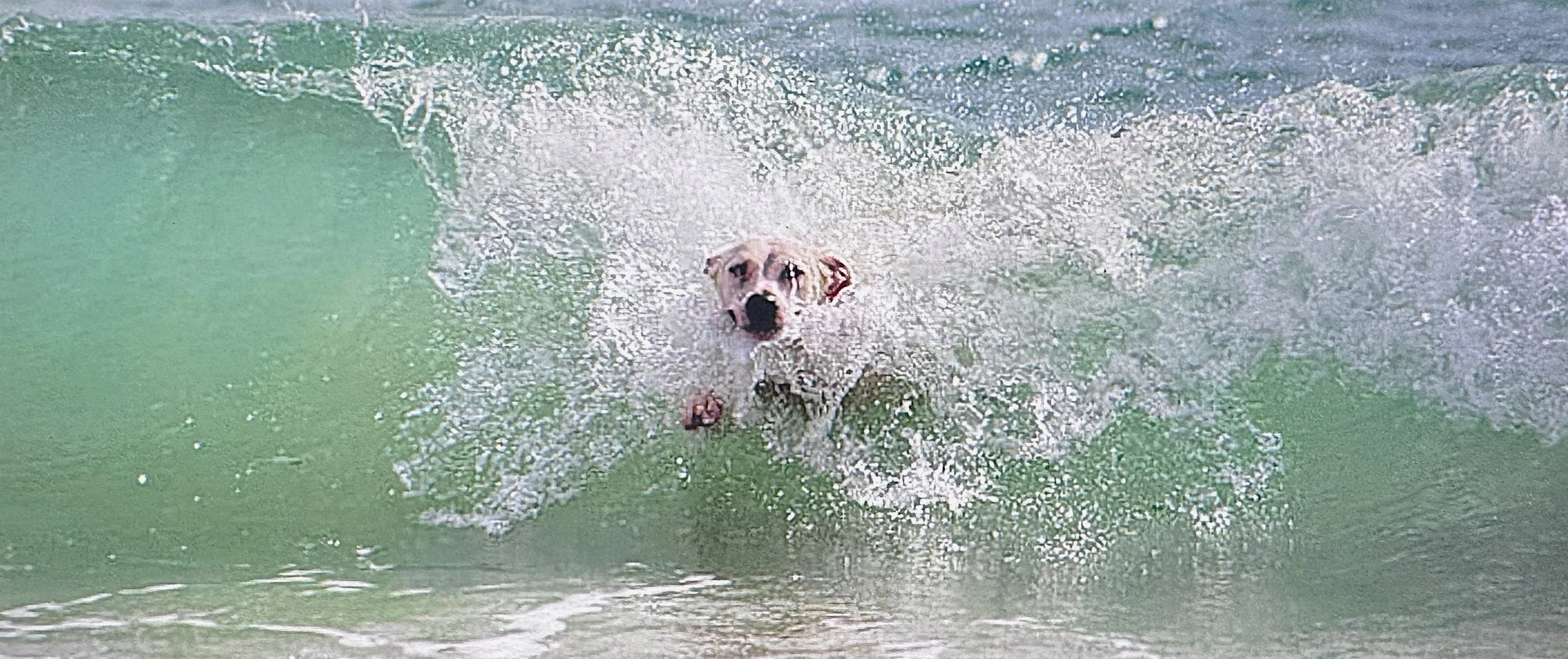 A dog swimming in the ocean with water splashing around it.