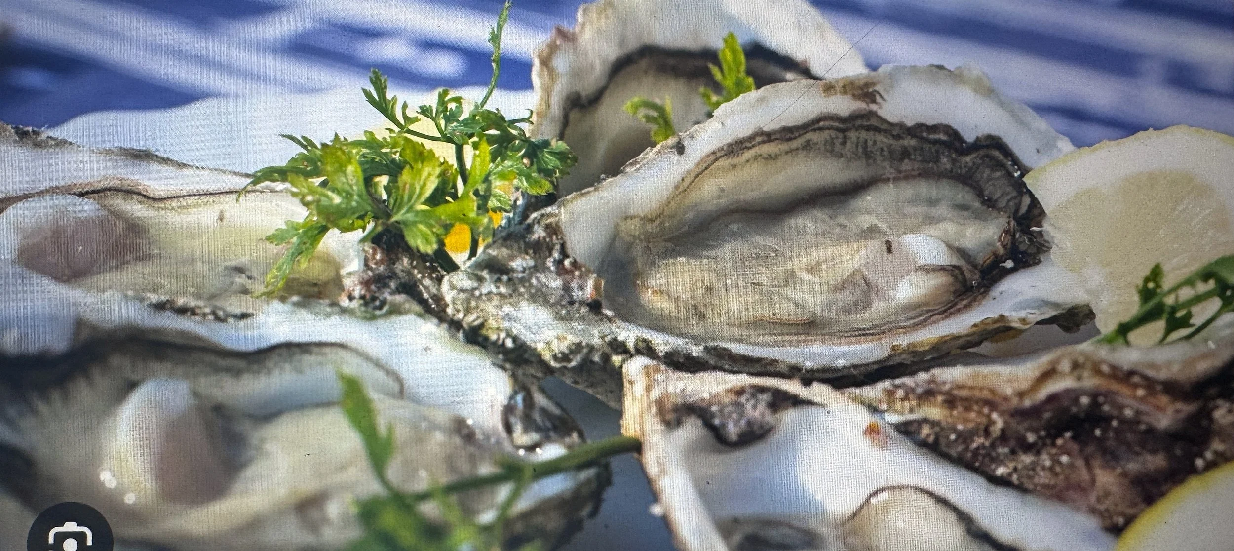 Close-up of oyster shells with small green plants growing inside.