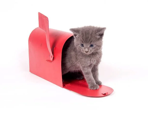 Newsletter August 2022