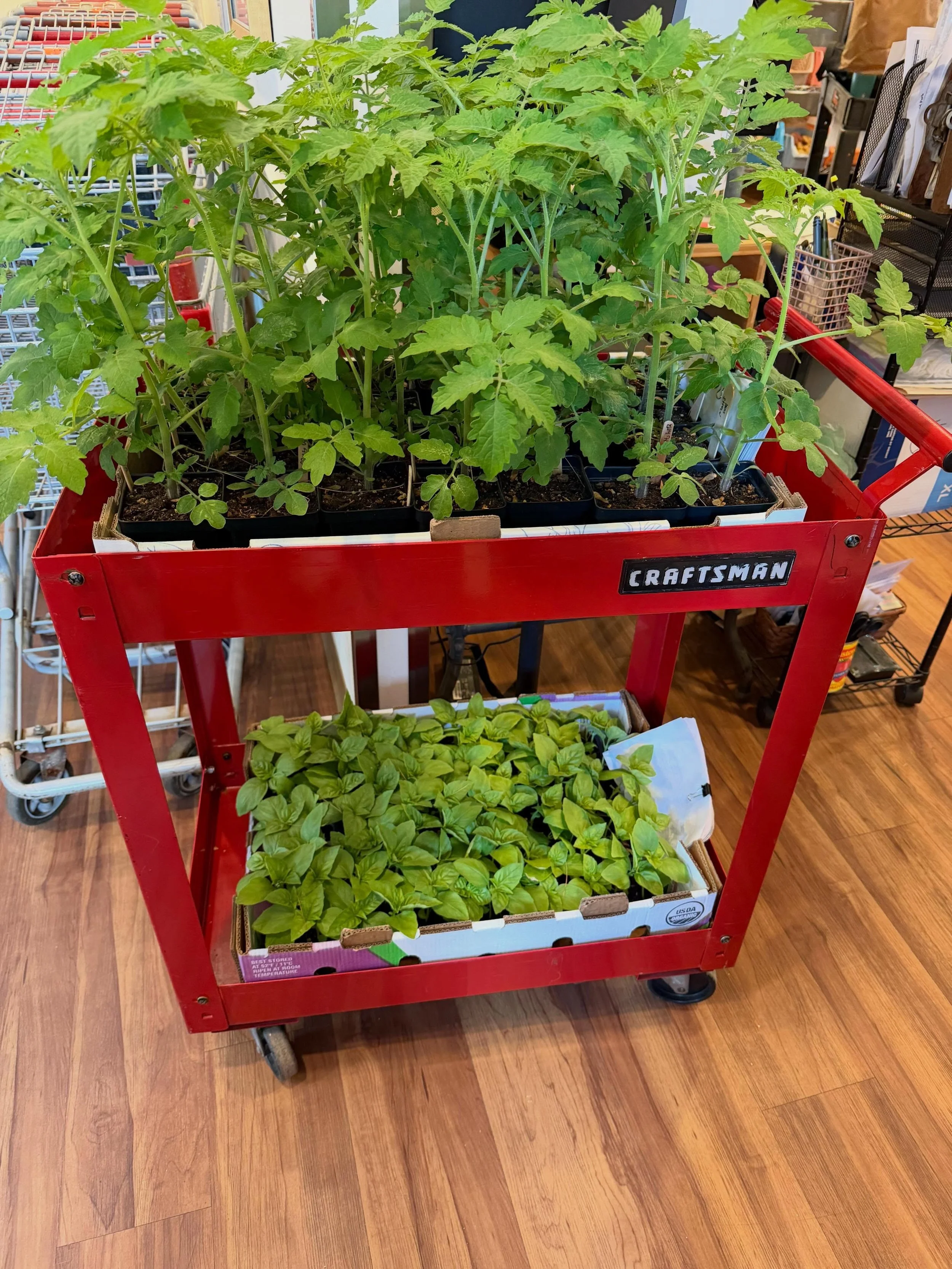 A big THANK YOU to the local gardener who gifted these beautiful tomato and basil plant starters to our clients a few weeks back.

Because of your generosity, many of our neighbors are now growing their own fresh ingredients right at home for the sum