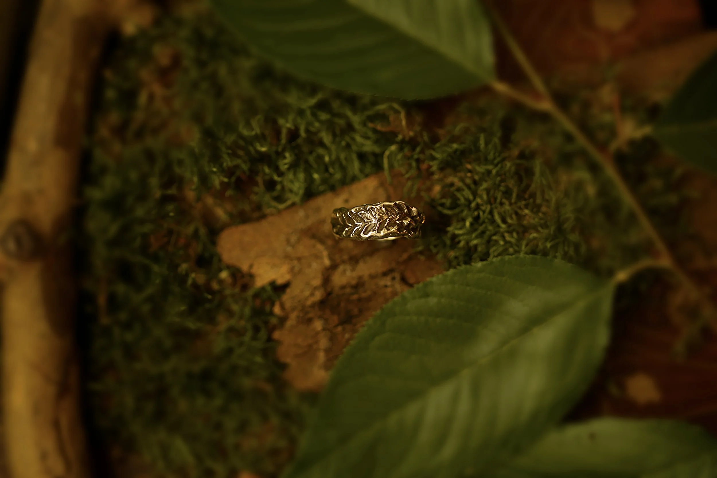outside fern ring
