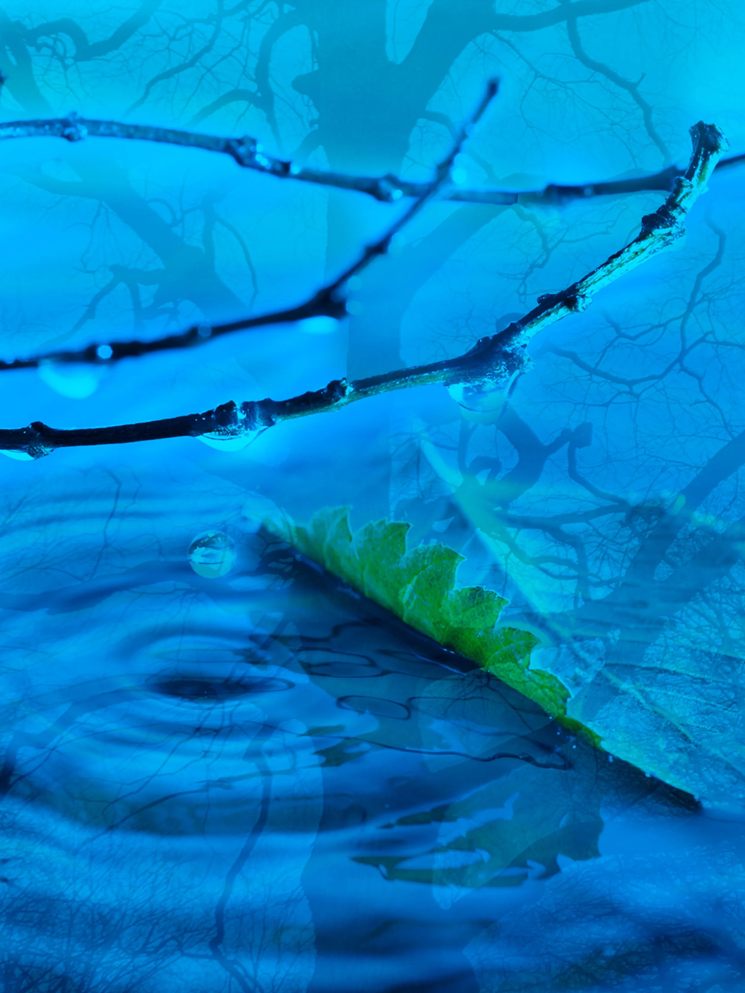 Wasser_Bäume.jpg