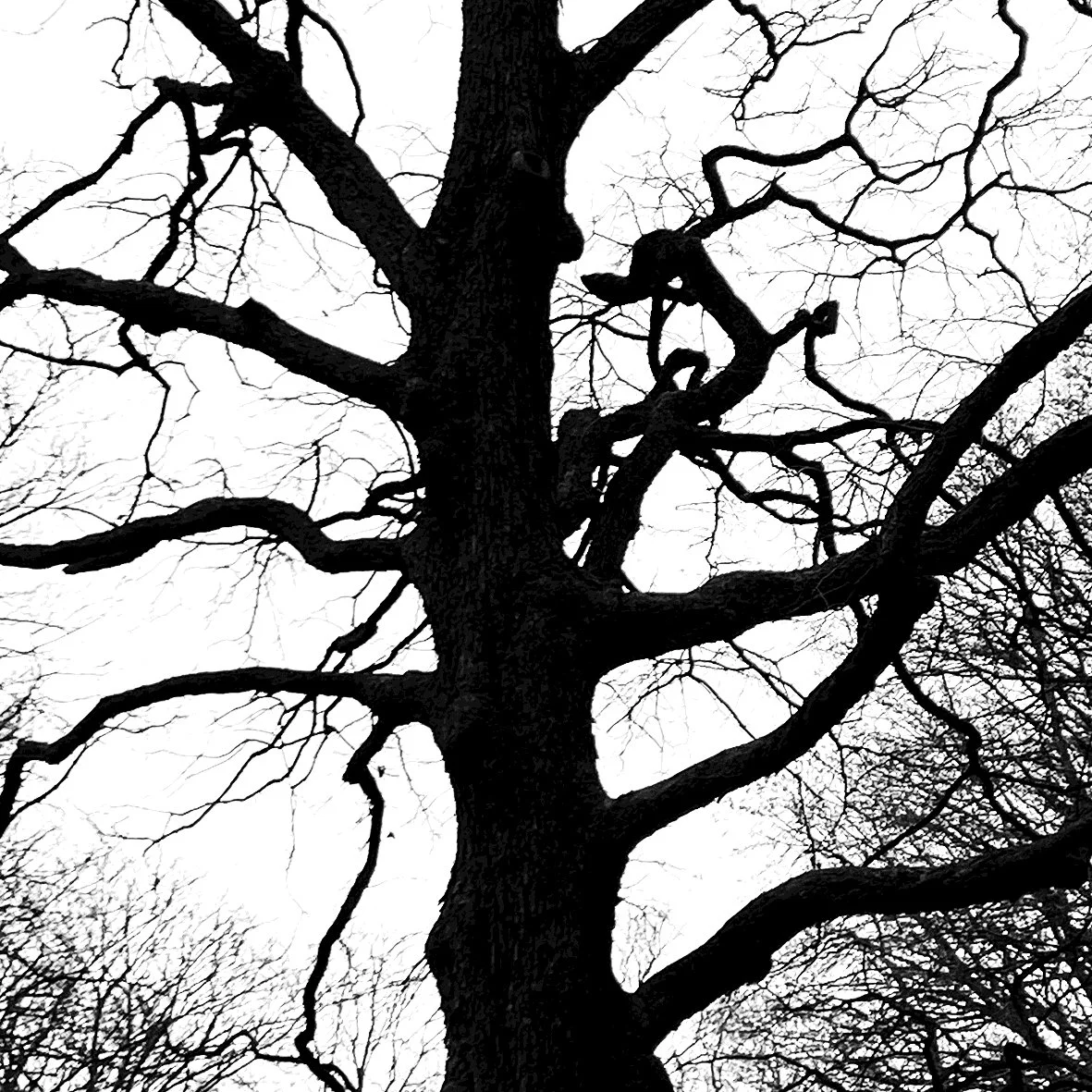 Zwischenraum_Baum.jpg