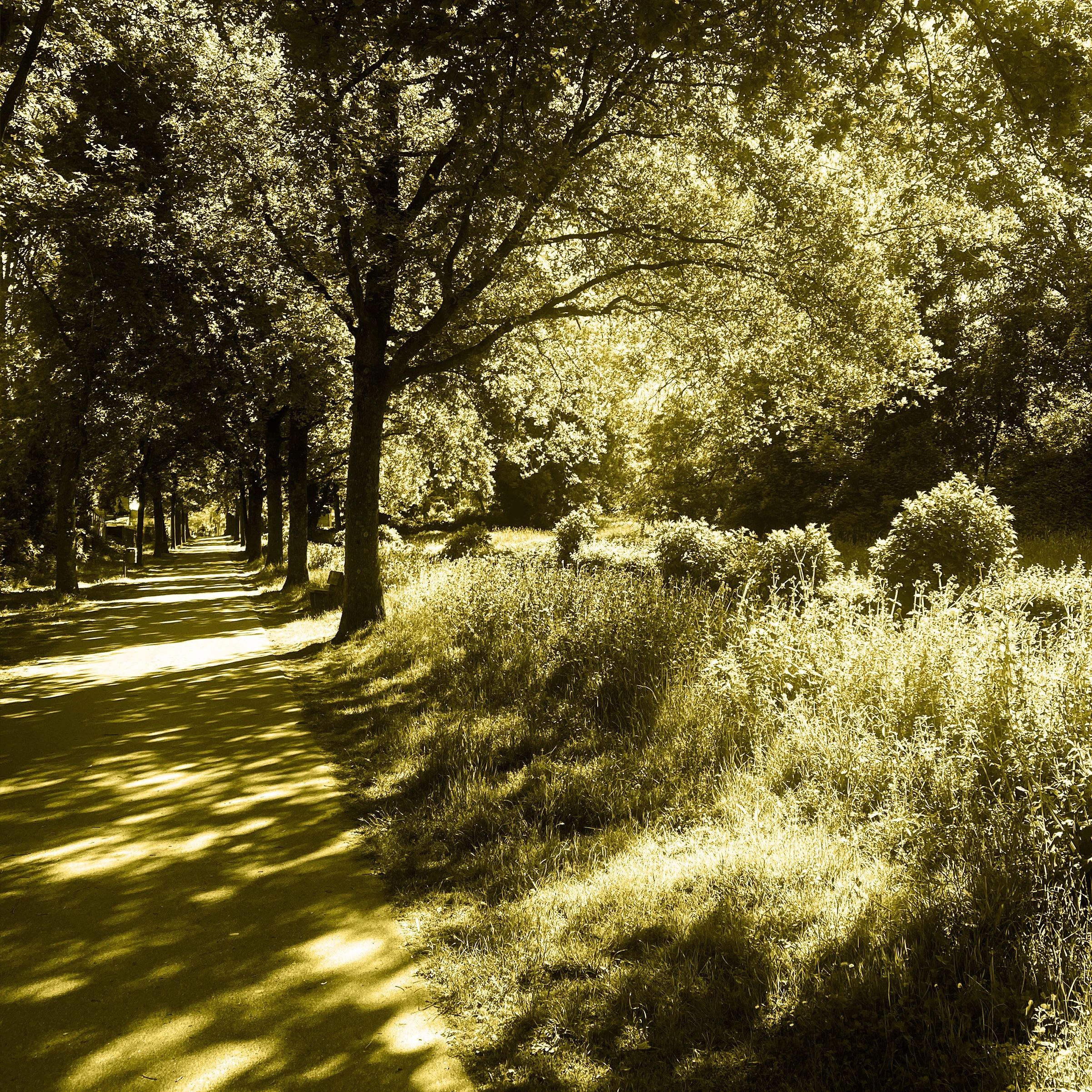 Park-Würselen_gelb.jpg
