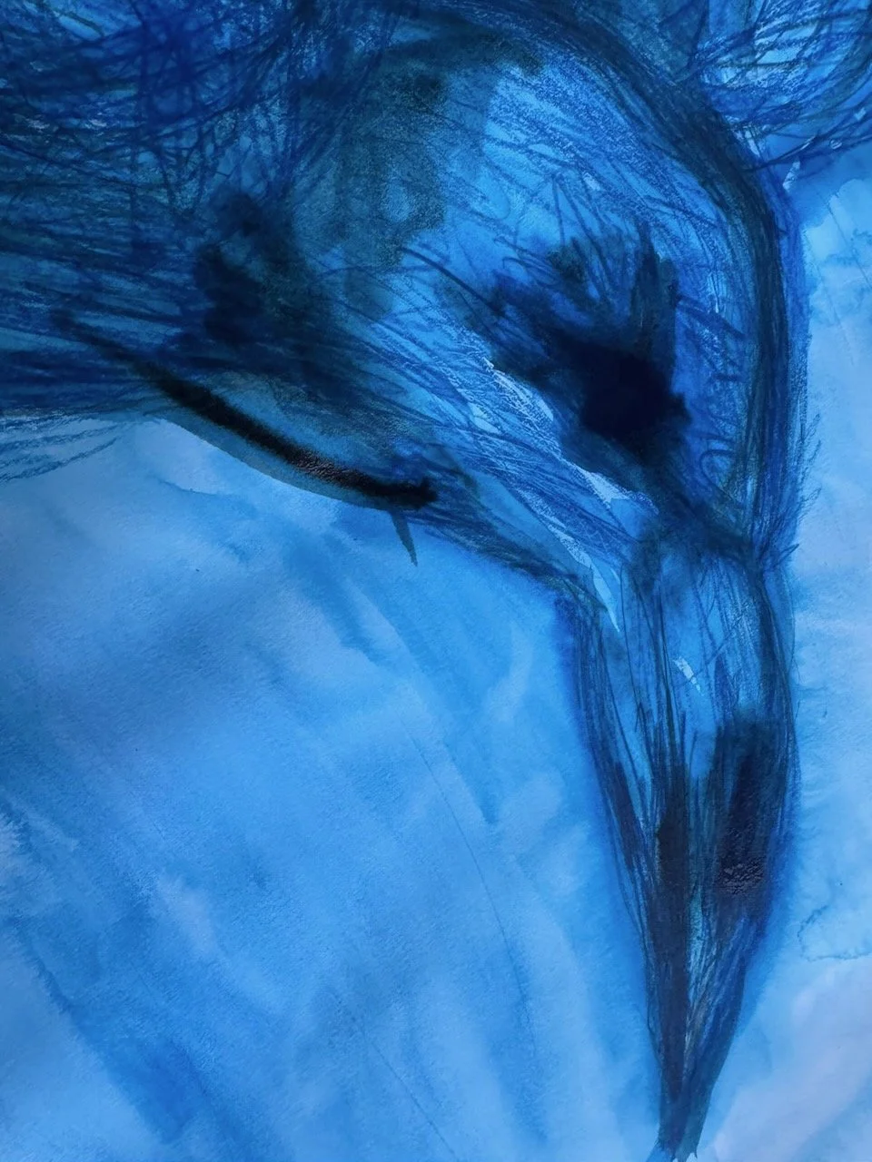 Blue bird study by London artist Trish Golfar. Watercolour and ink, a bird's head and beak in deep blues against a paler blue wash.