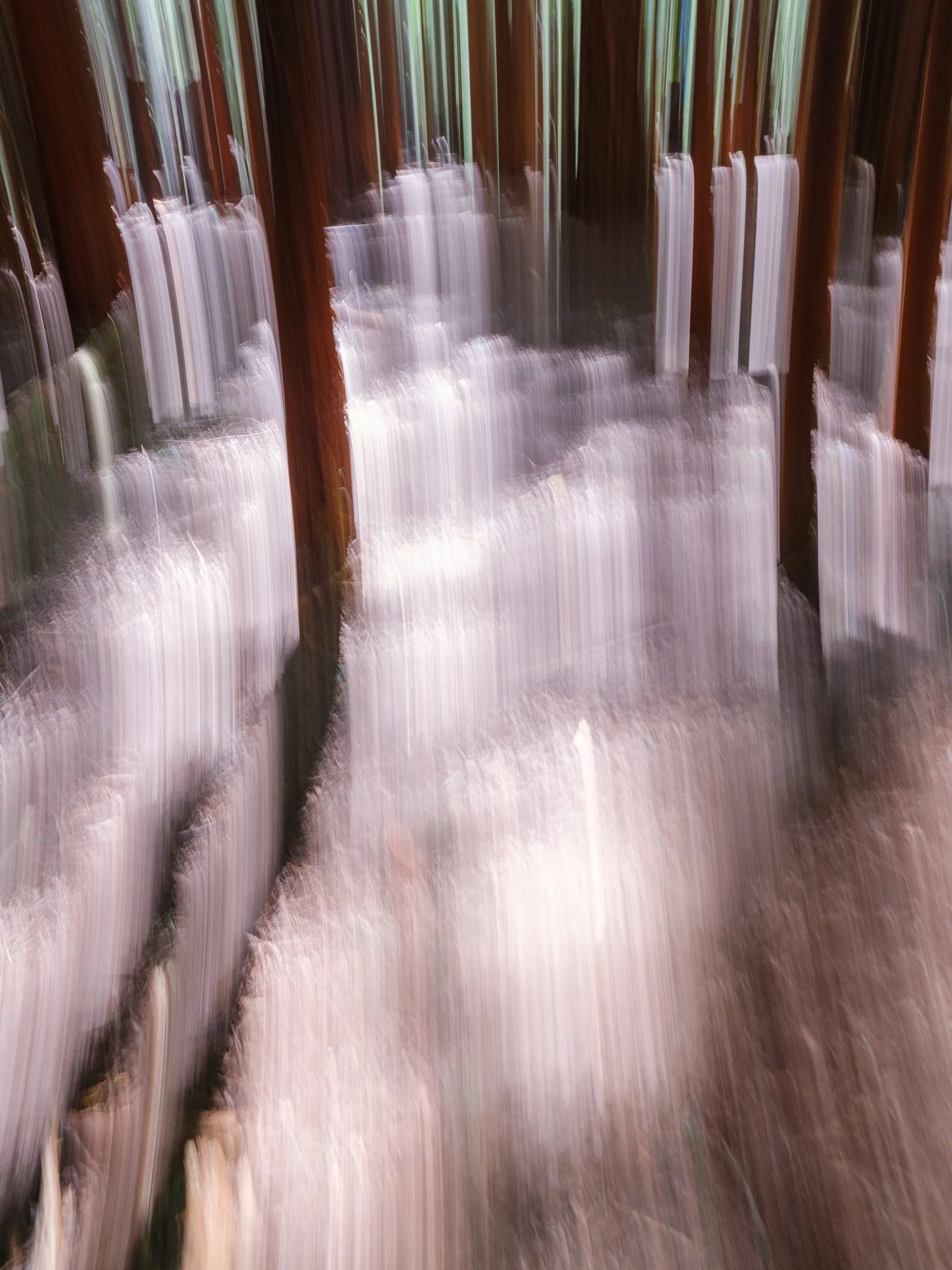 Redwood Forest 2