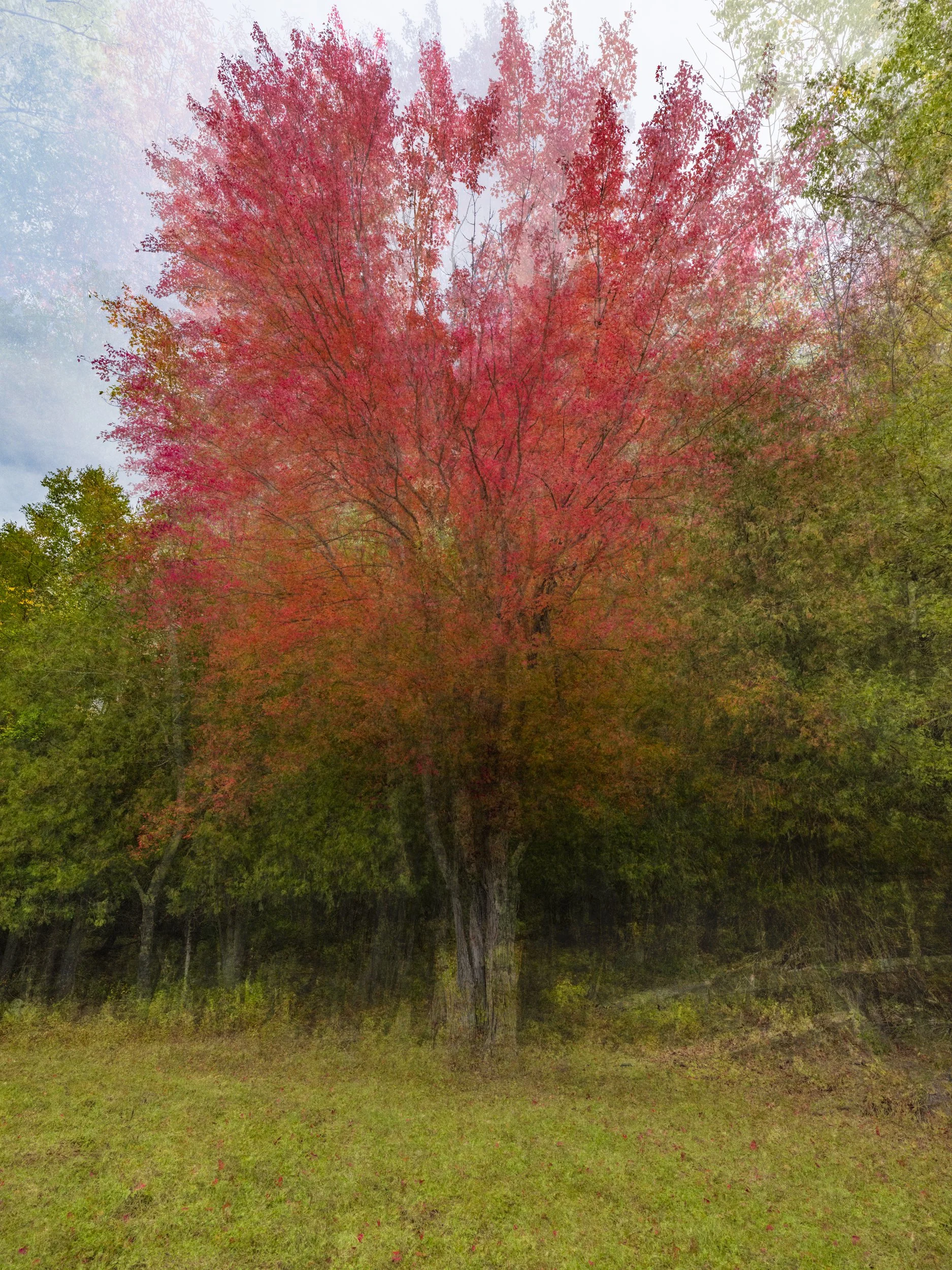 Crimson Majesty