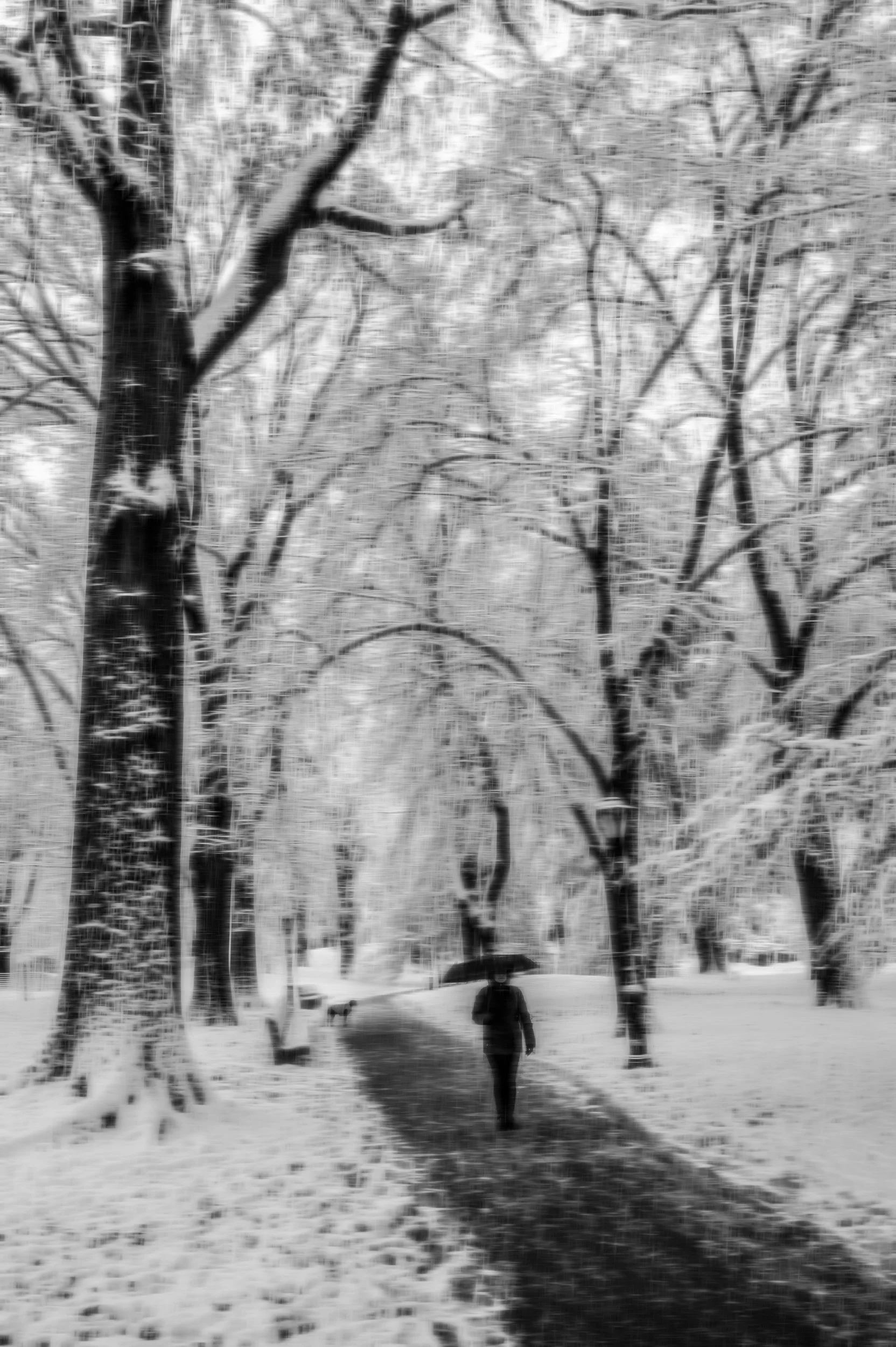 Central Park, After the Storm