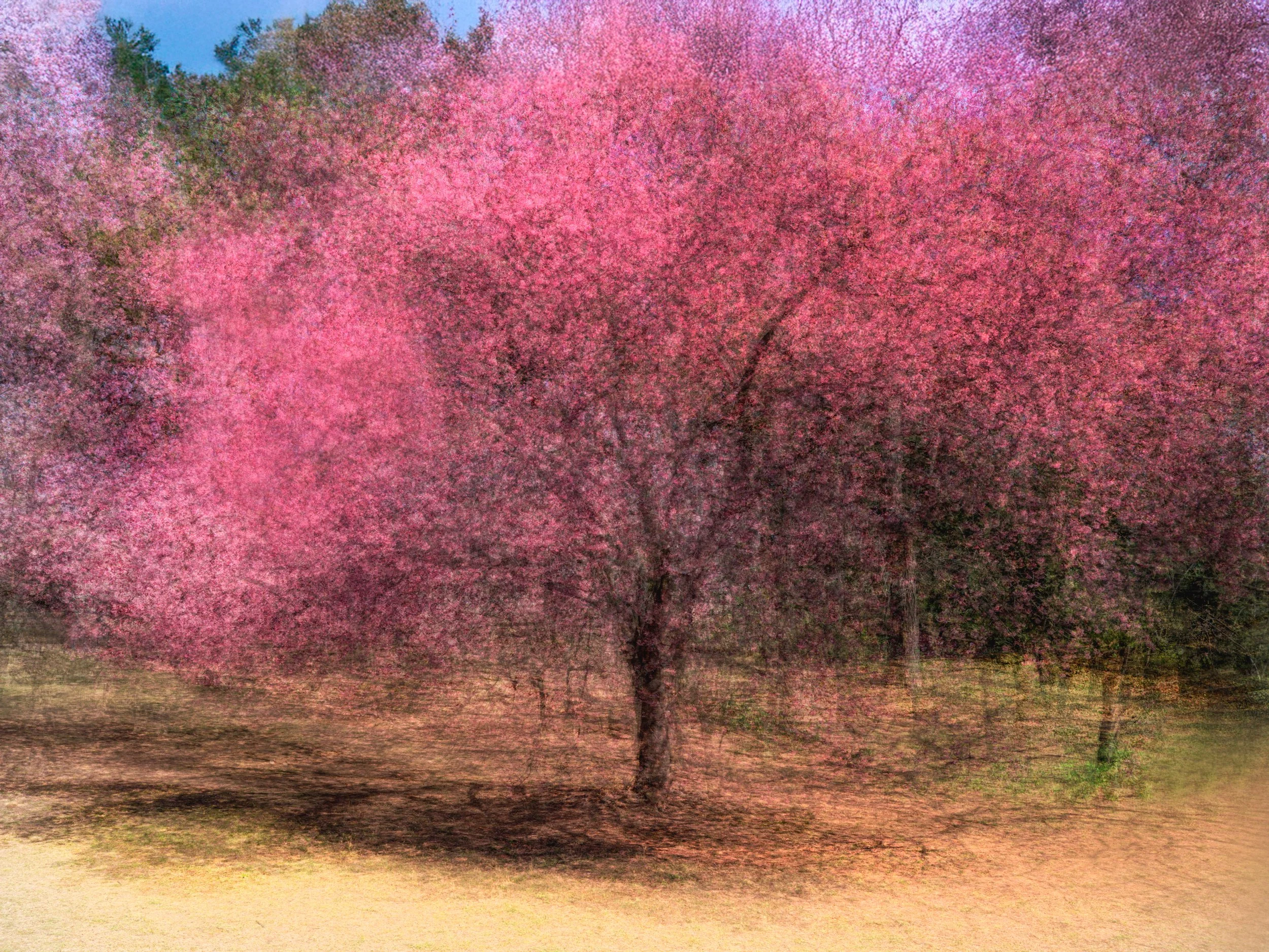 Cherry Blossom, Central Park, NYC