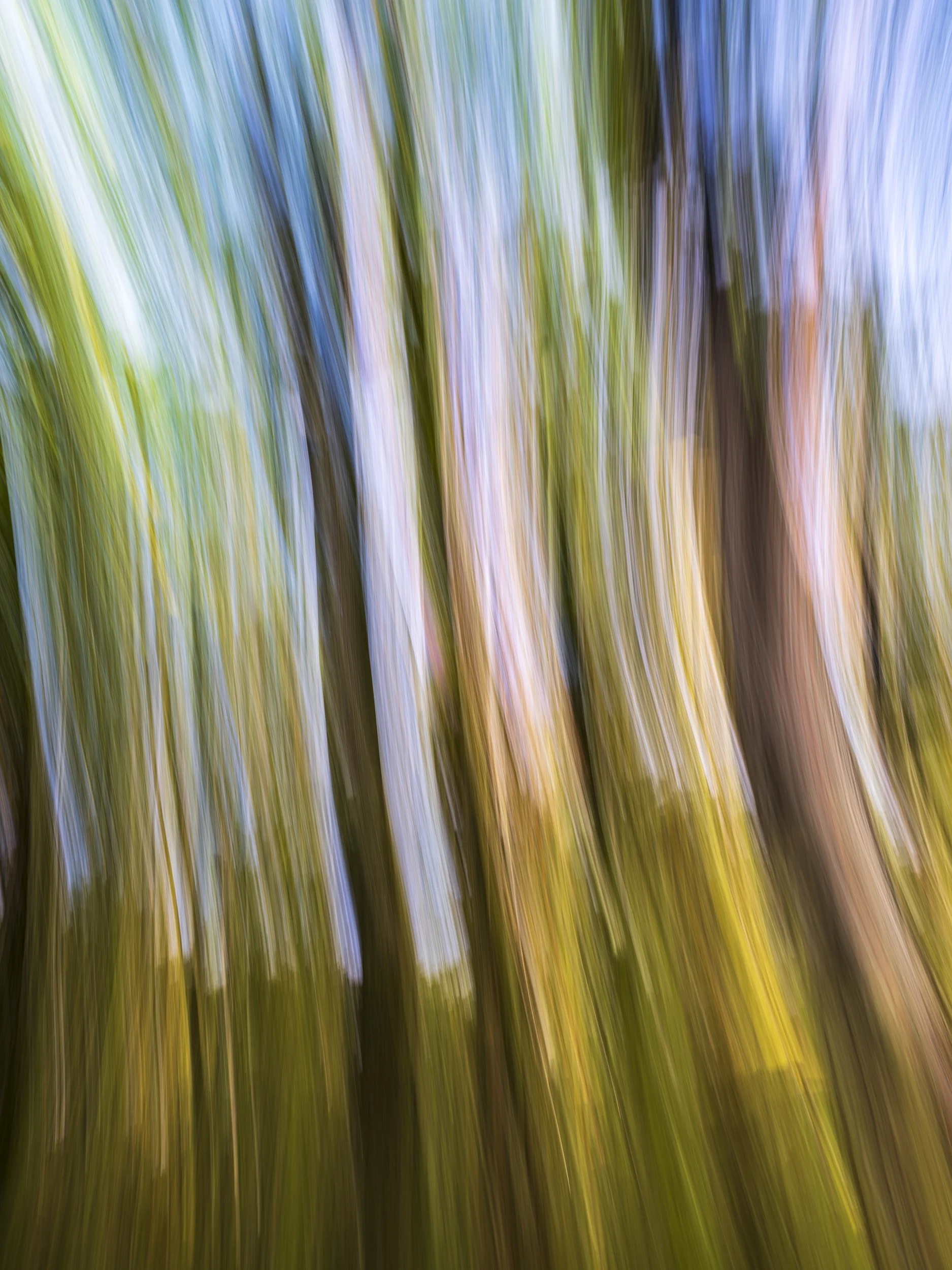Forrest Walk
