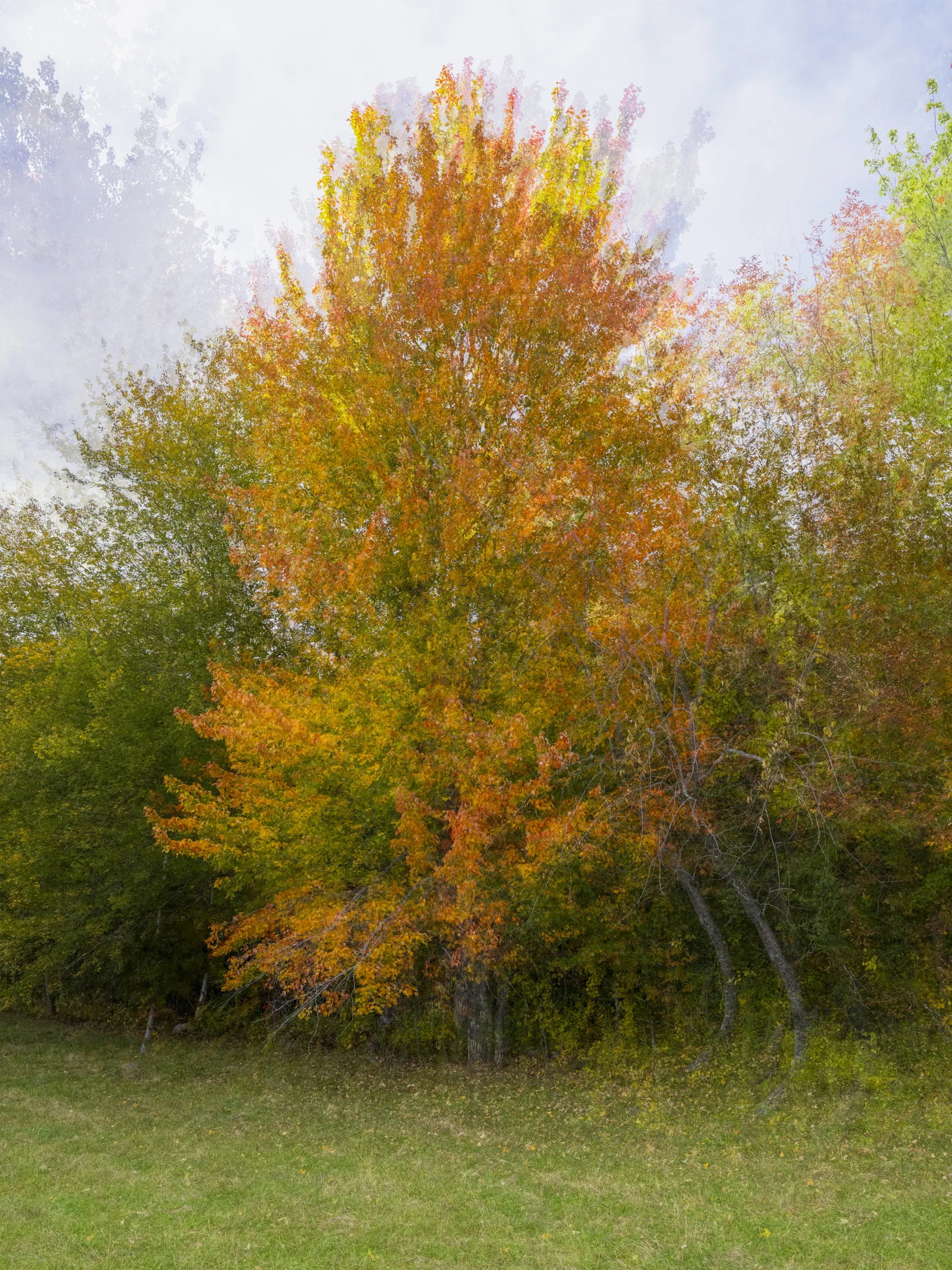 Seasonal Serenade 