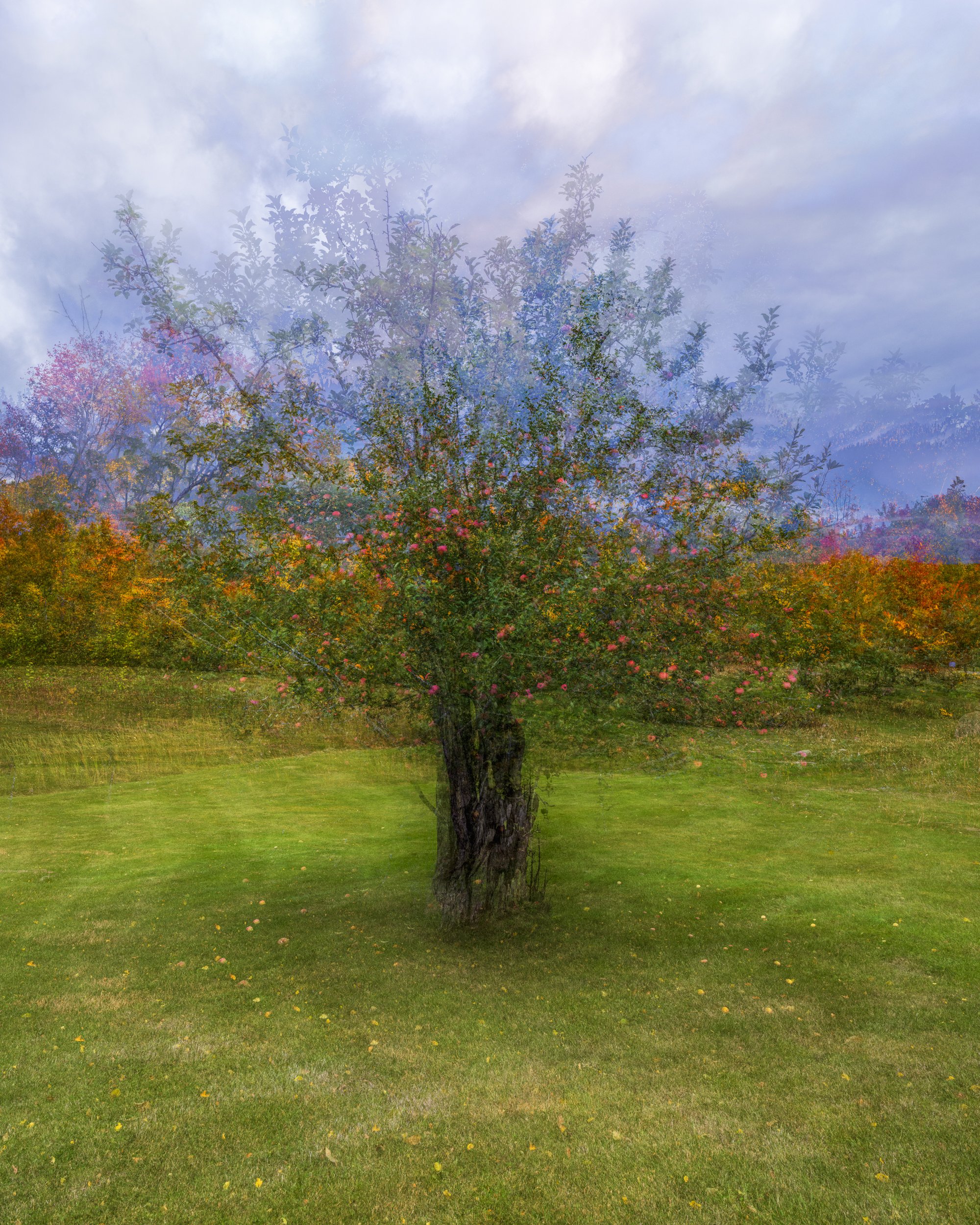 The Apple Tree