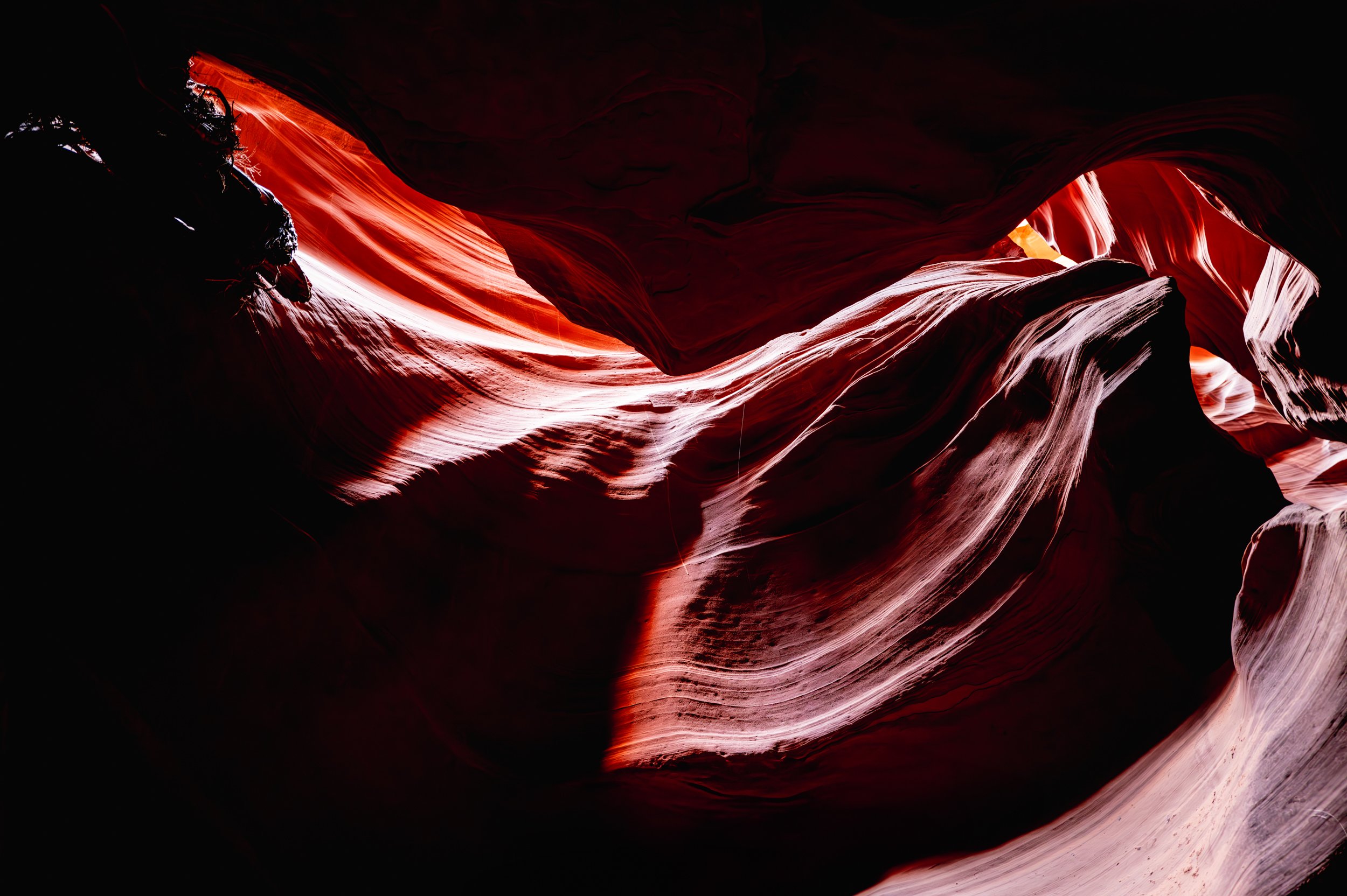 Canyon Flower 5